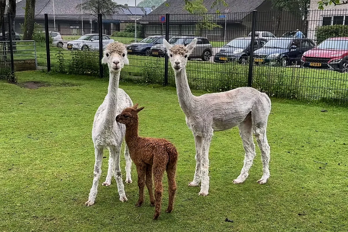 alpaca