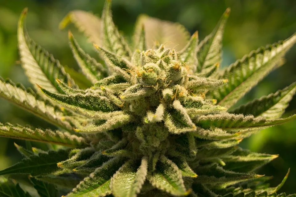 cannabis 2152604 960 720