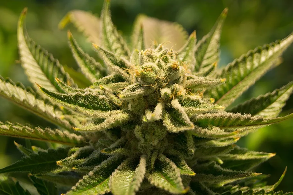 cannabis 2152604 960 720