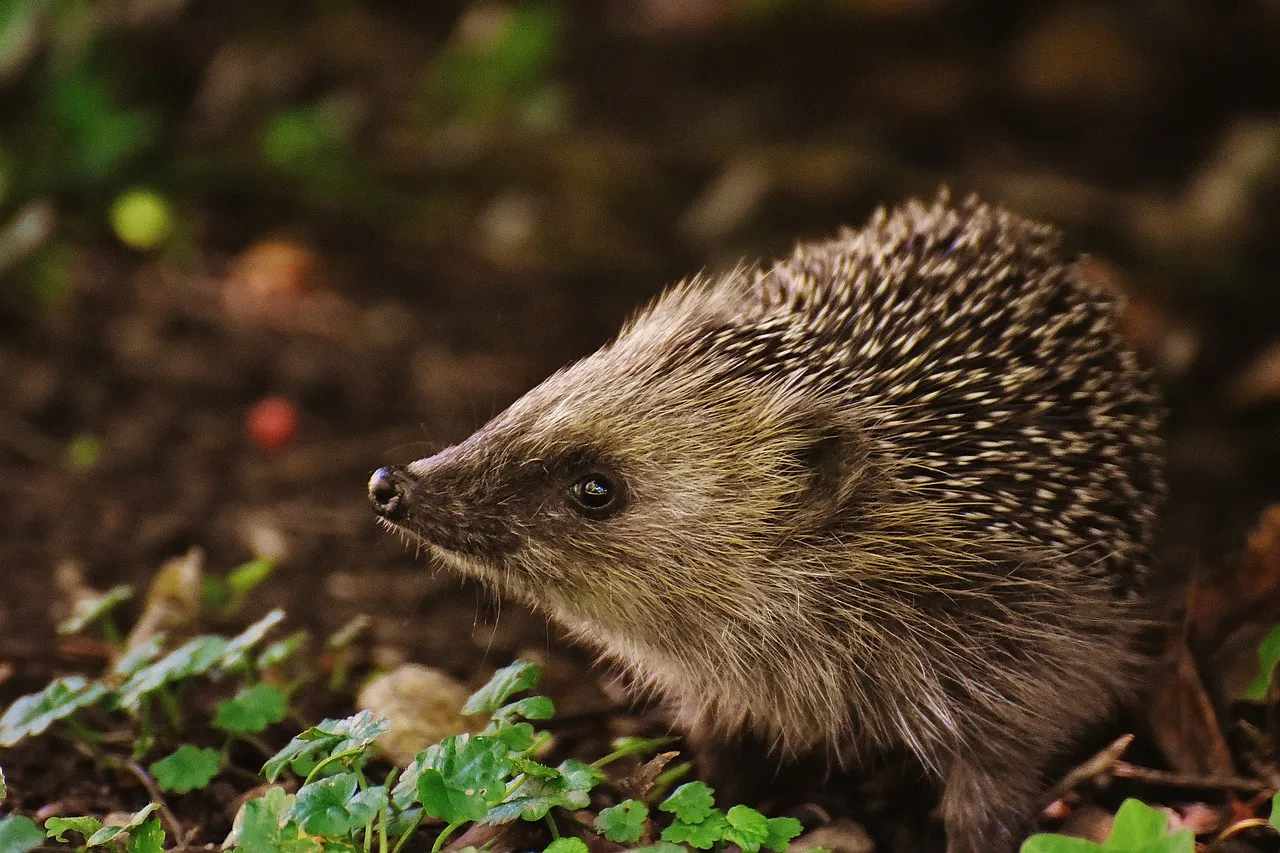 hedgehog child 1696328 1280