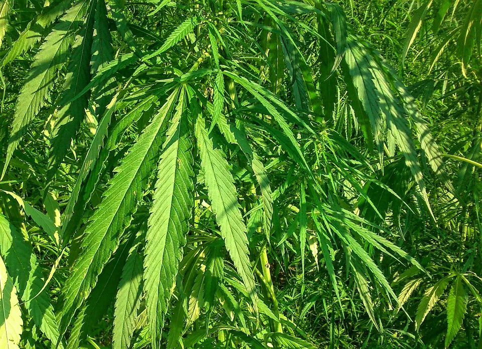 industrial hemp 973459 960 720