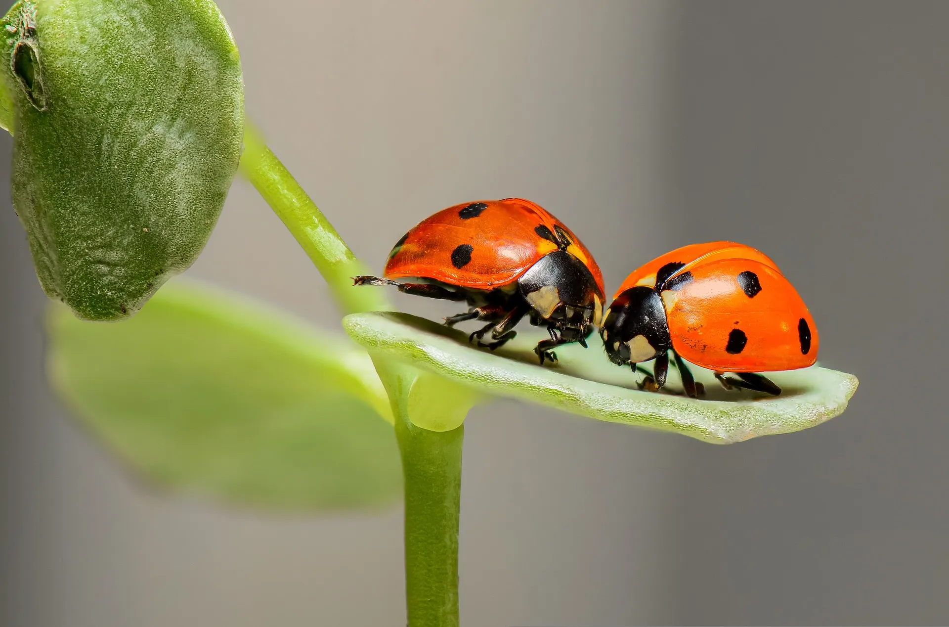 ladybugs 1593406 1920