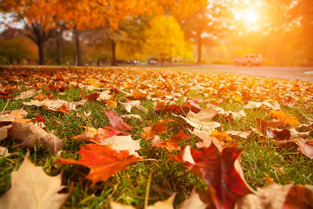 persbericht nme kom speuren naar de herfst in het bos