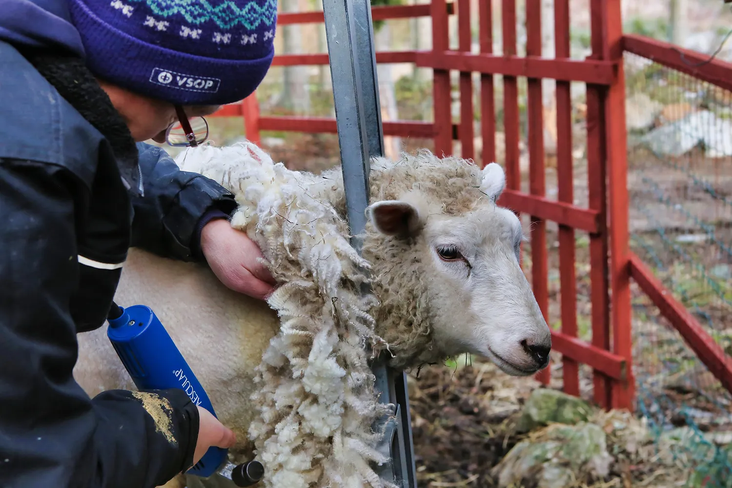 schaap scheren 3 kopie
