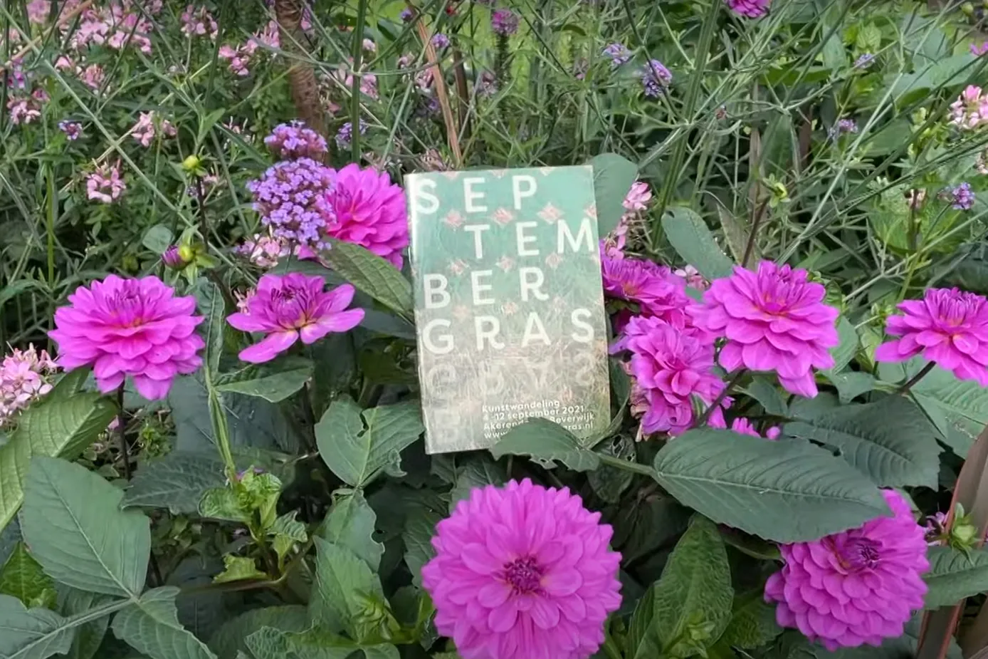 septembergras