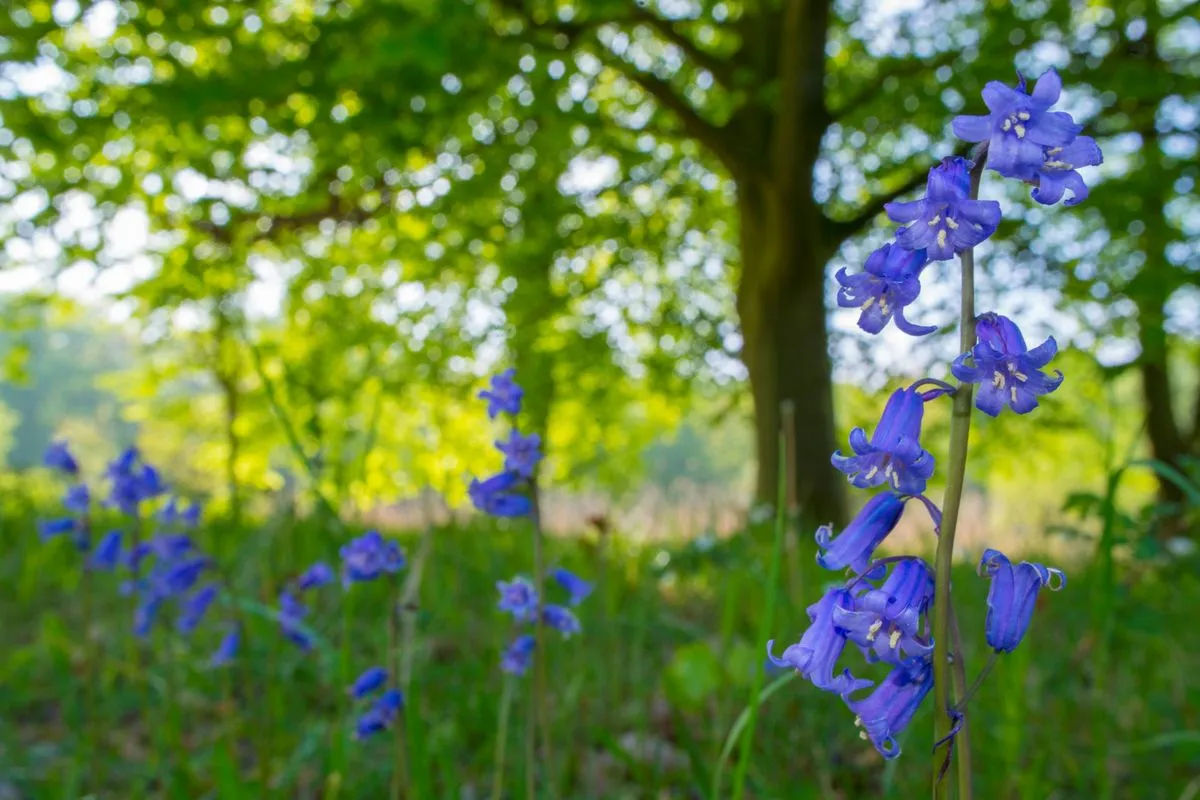 wilde hyacinth door nico van kappel