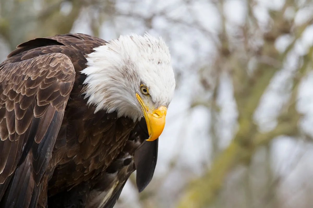 wim meijer fotografie roofvogels4