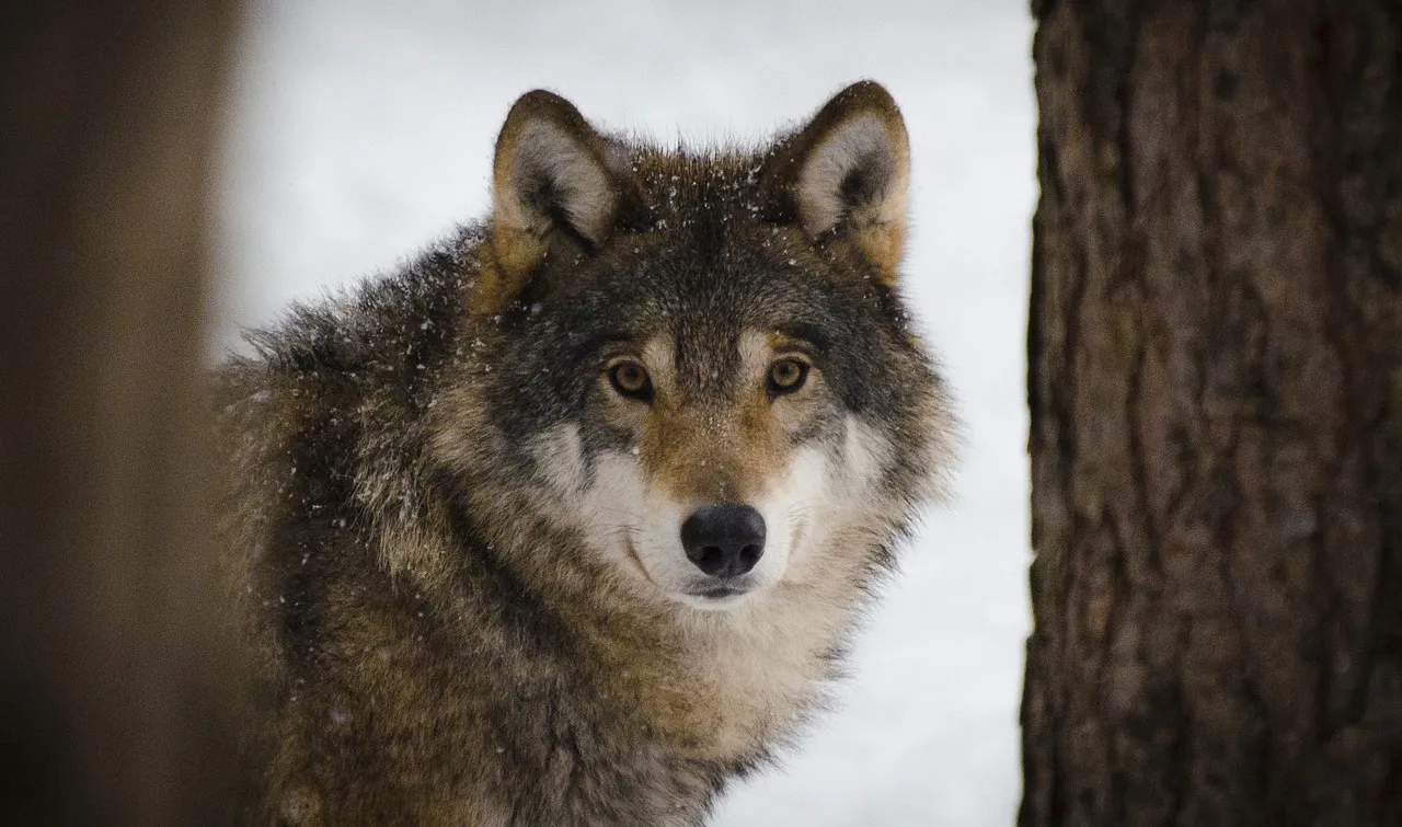 wolf 2106894 1280