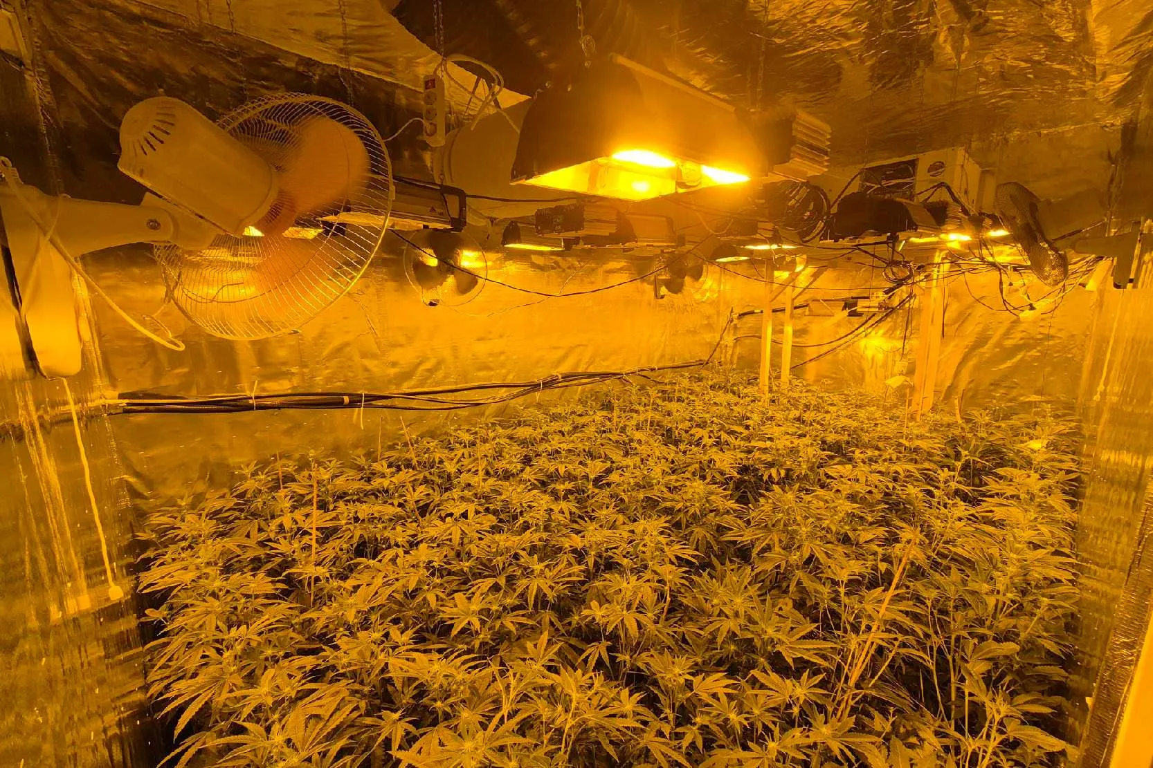 Aangetroffen hennepplanten