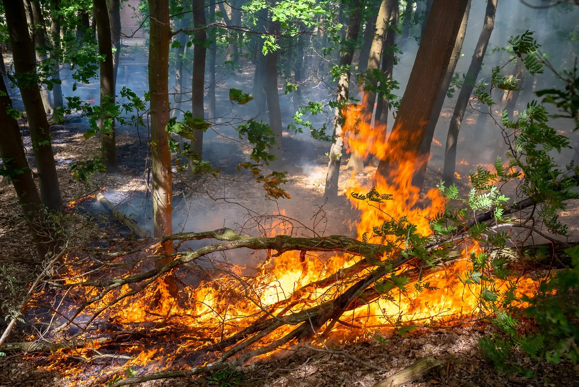 Hoogste waarschuwingsniveau brandweer: natuurbrandrisico stijgt fors in Brabant