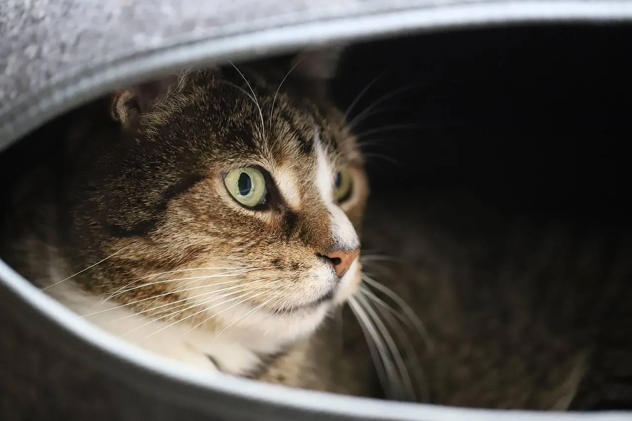 cat 7005258 1280