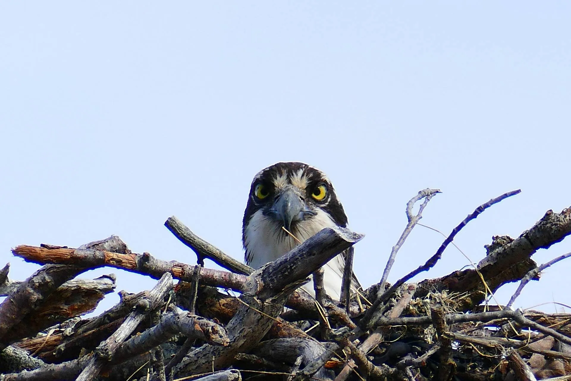osprey 7164585 1920