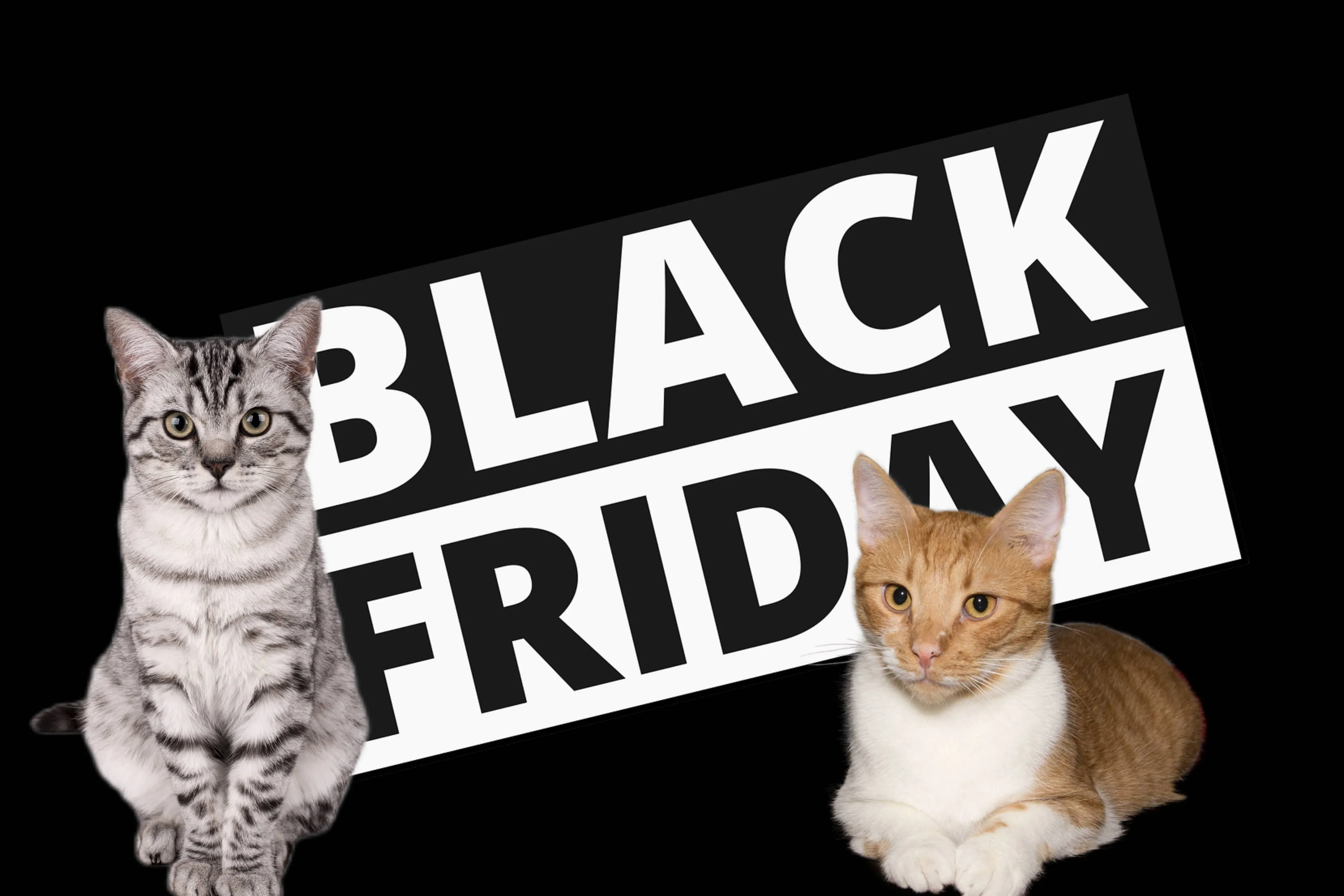 black friday deals catfo