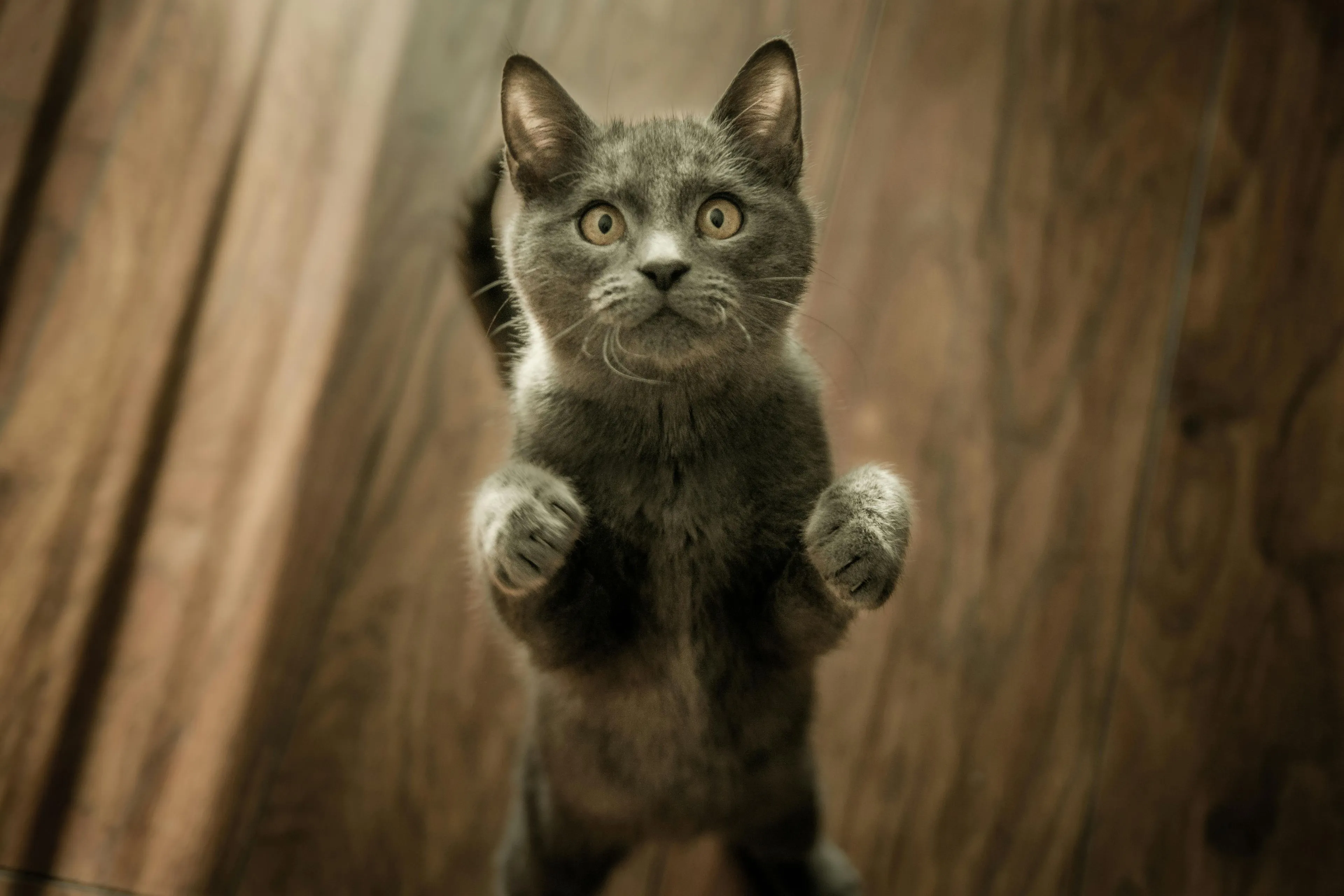 Aanrader op Netflix:  Inside the Mind of a Cat