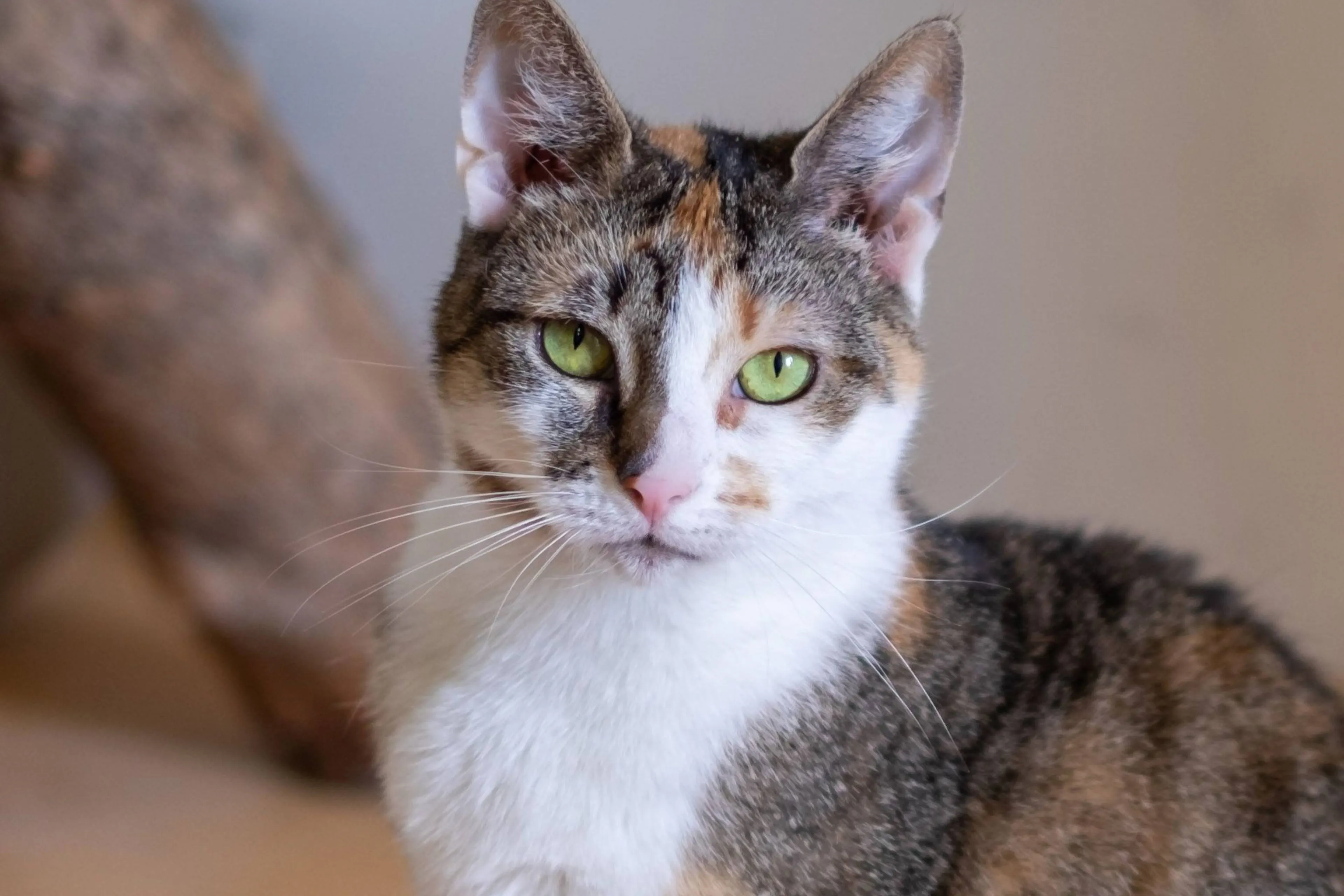 Ontmoet Vlokje - Wie redt deze schattige kat?