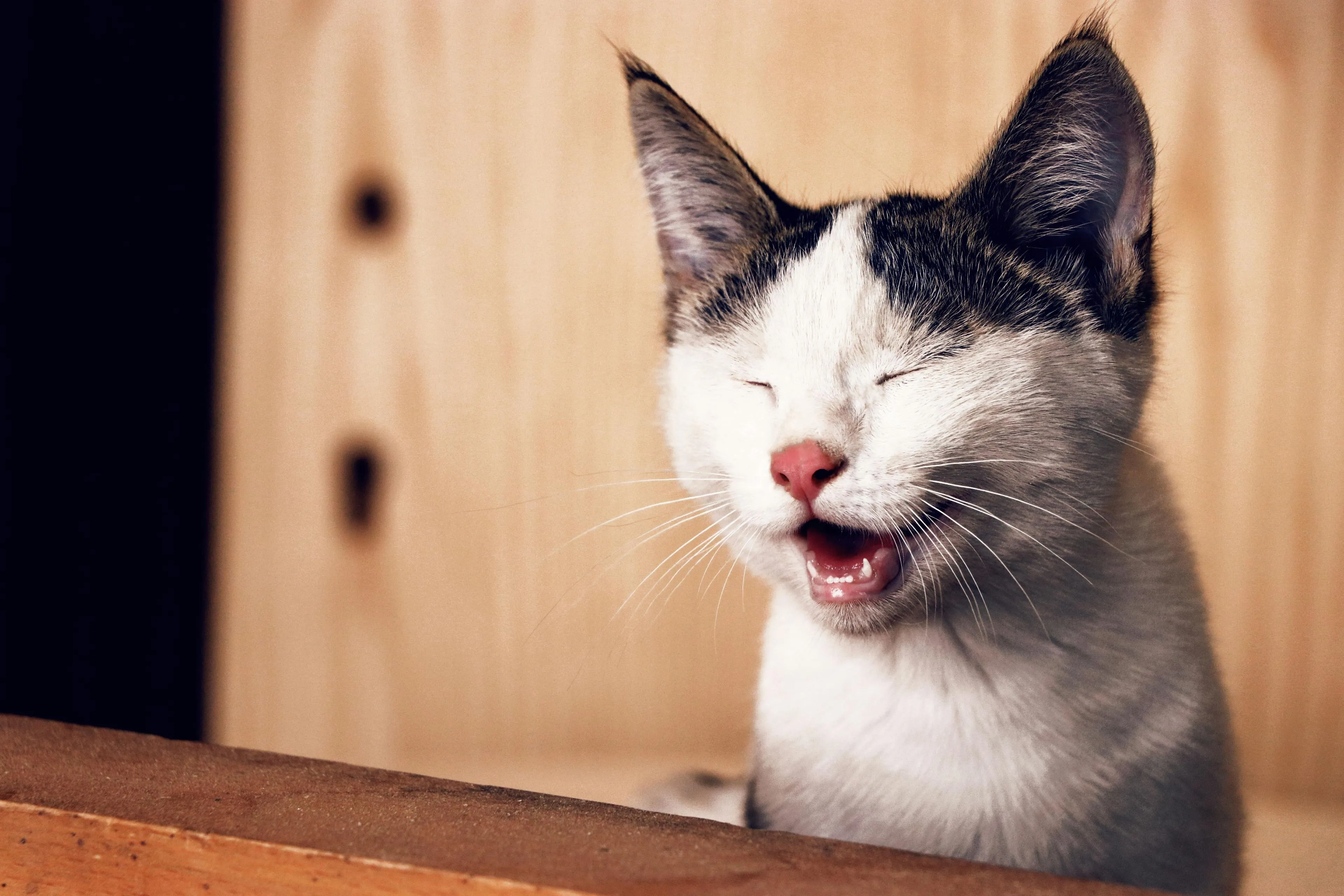 grappige kattenfilmpjes