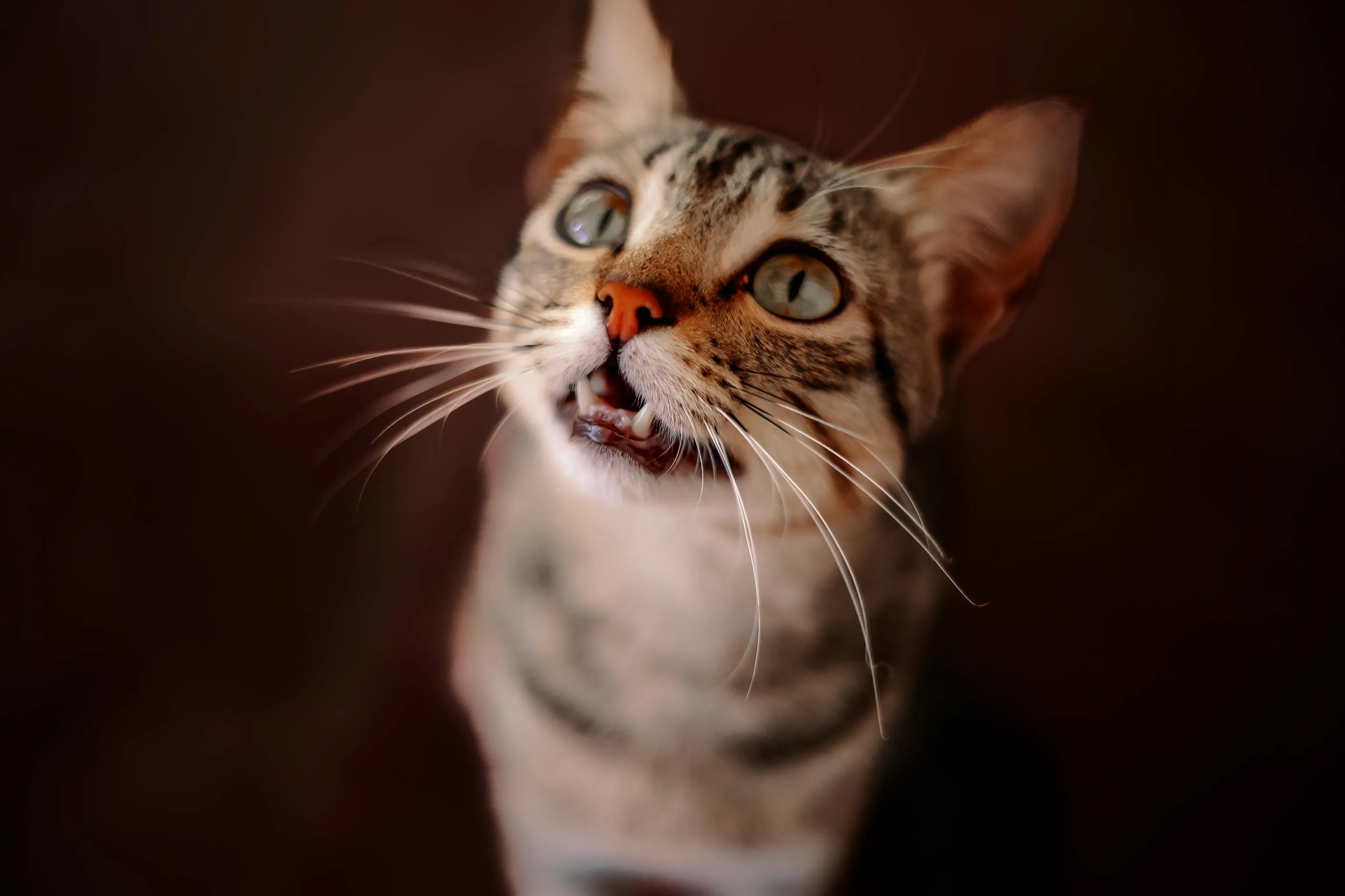 Wist je dat er Japanse kattenstokjes zijn?