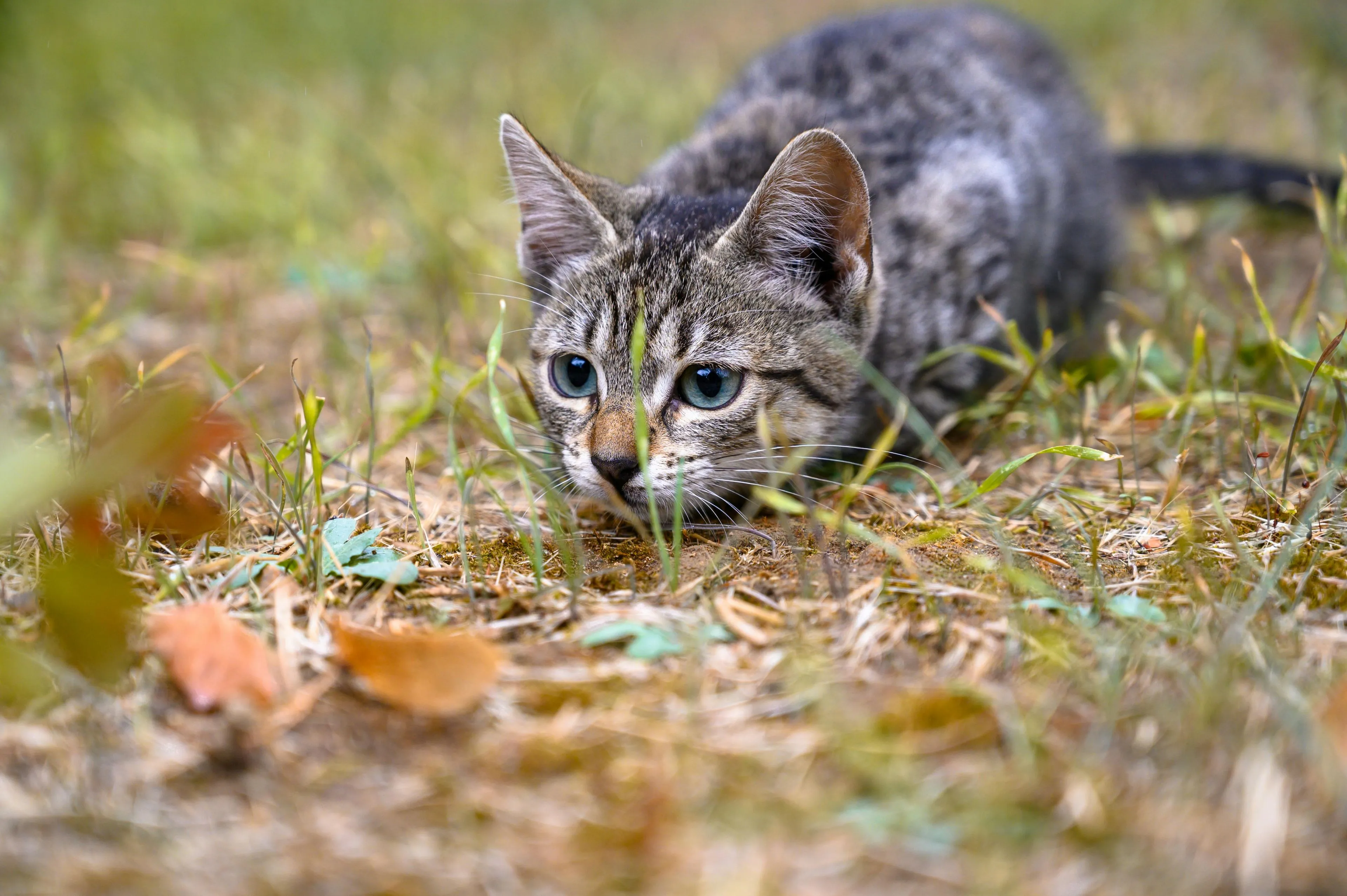 Wist je dat katten de beste jagers zijn?