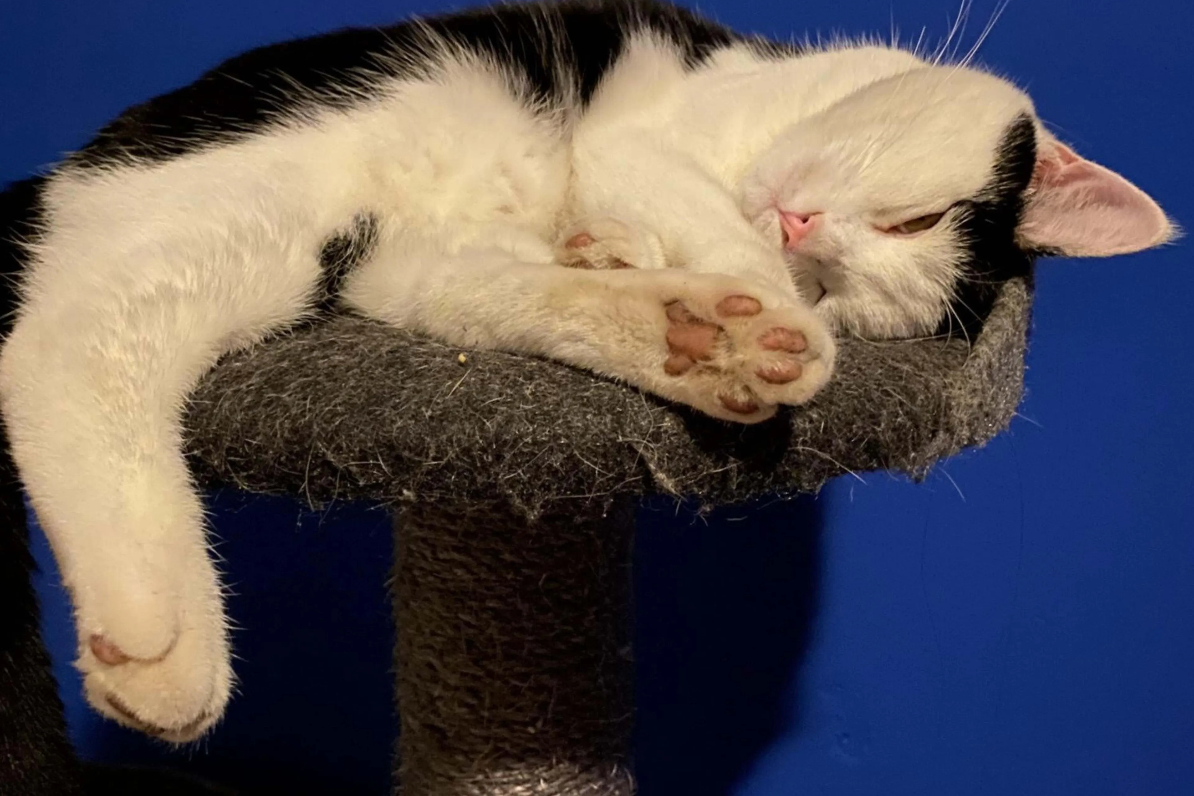 Wie deed het beter? Katten versus de wereld