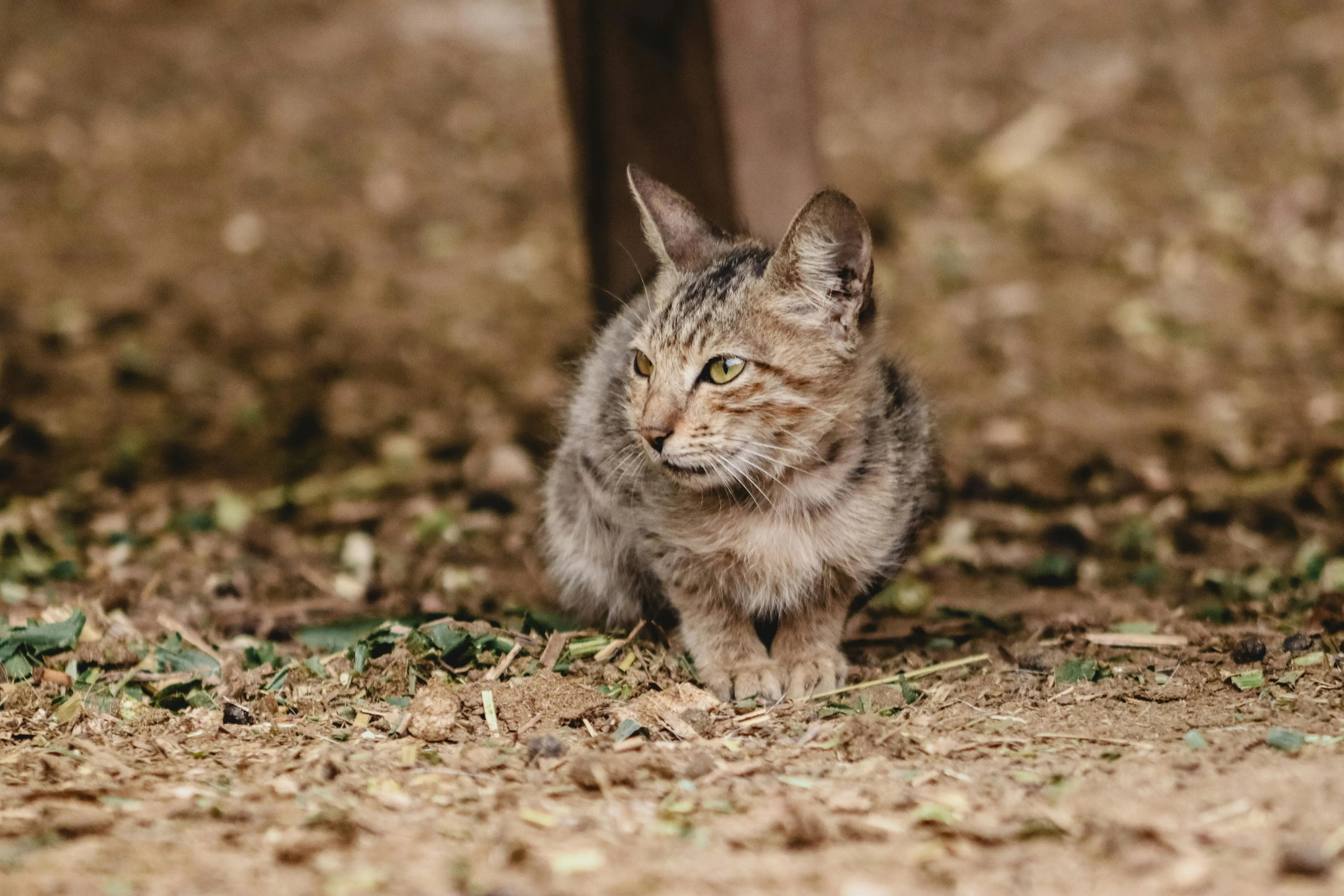 Een kat met suikerziekte geef je met deze 5 tips een goed leven