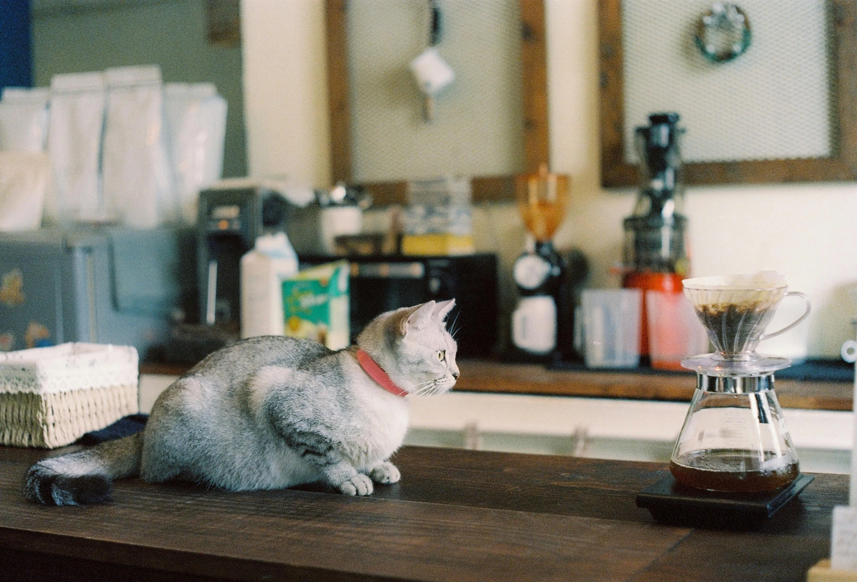 In China zijn steeds meer katten aan het werk, hoe zit dat precies?
