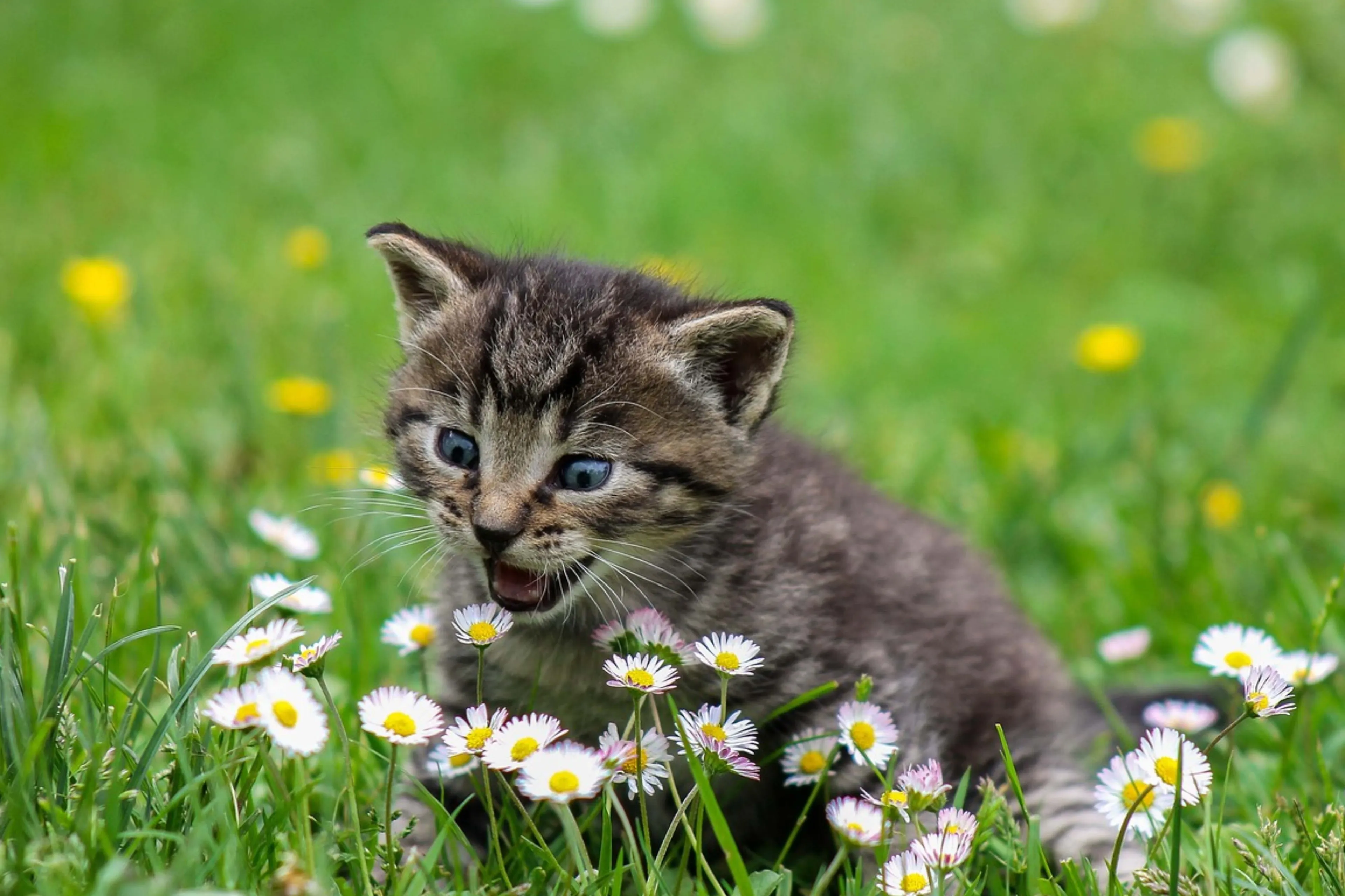 Beste katten aanbiedingen van de week: kattenkruid!