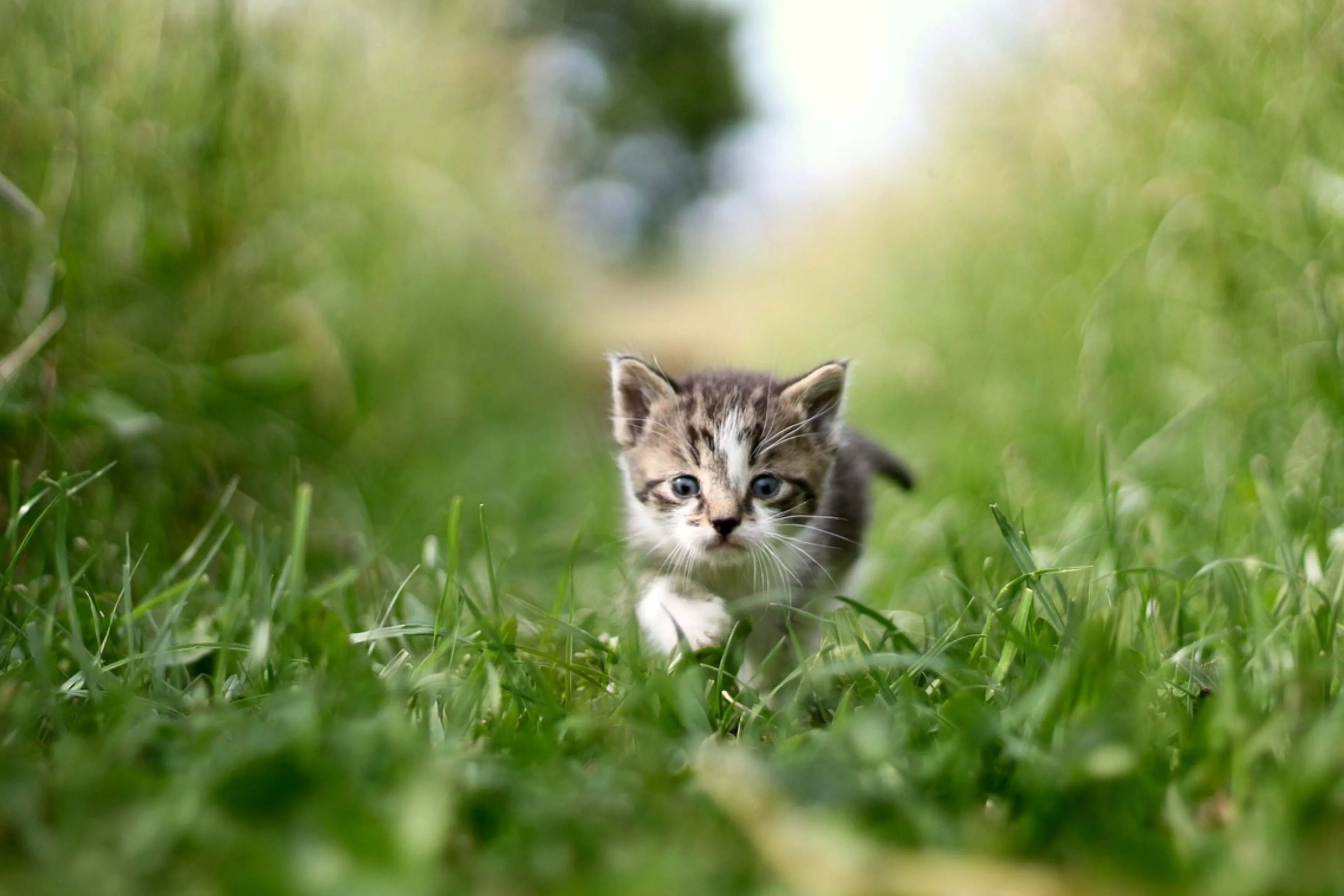 Toekomst: een kat chippen wordt verplicht, maar wat gaat dat kosten?