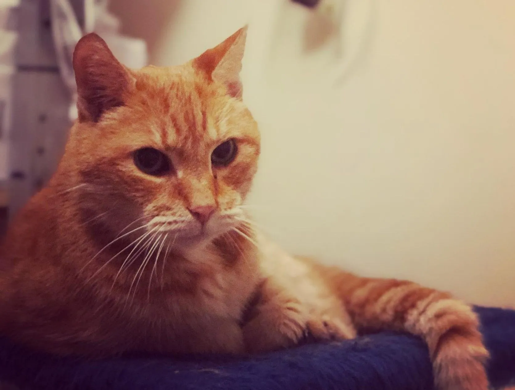 Vraag Maar Raak: Wat is je mooiste kattenherinnering?