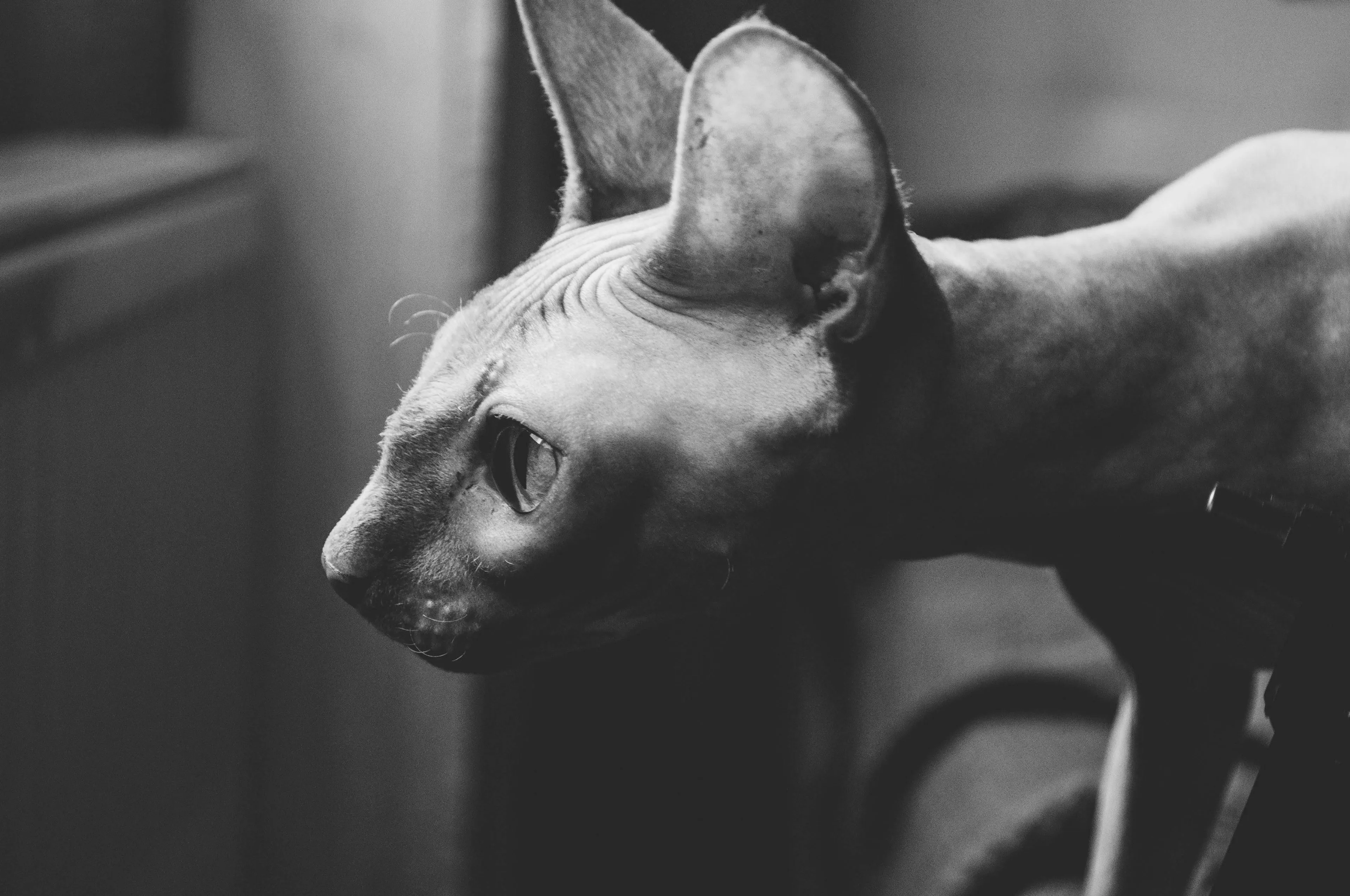 Naaktkat: wat is de toekomst van dit kattenras in Nederland? (verbod op komst)
