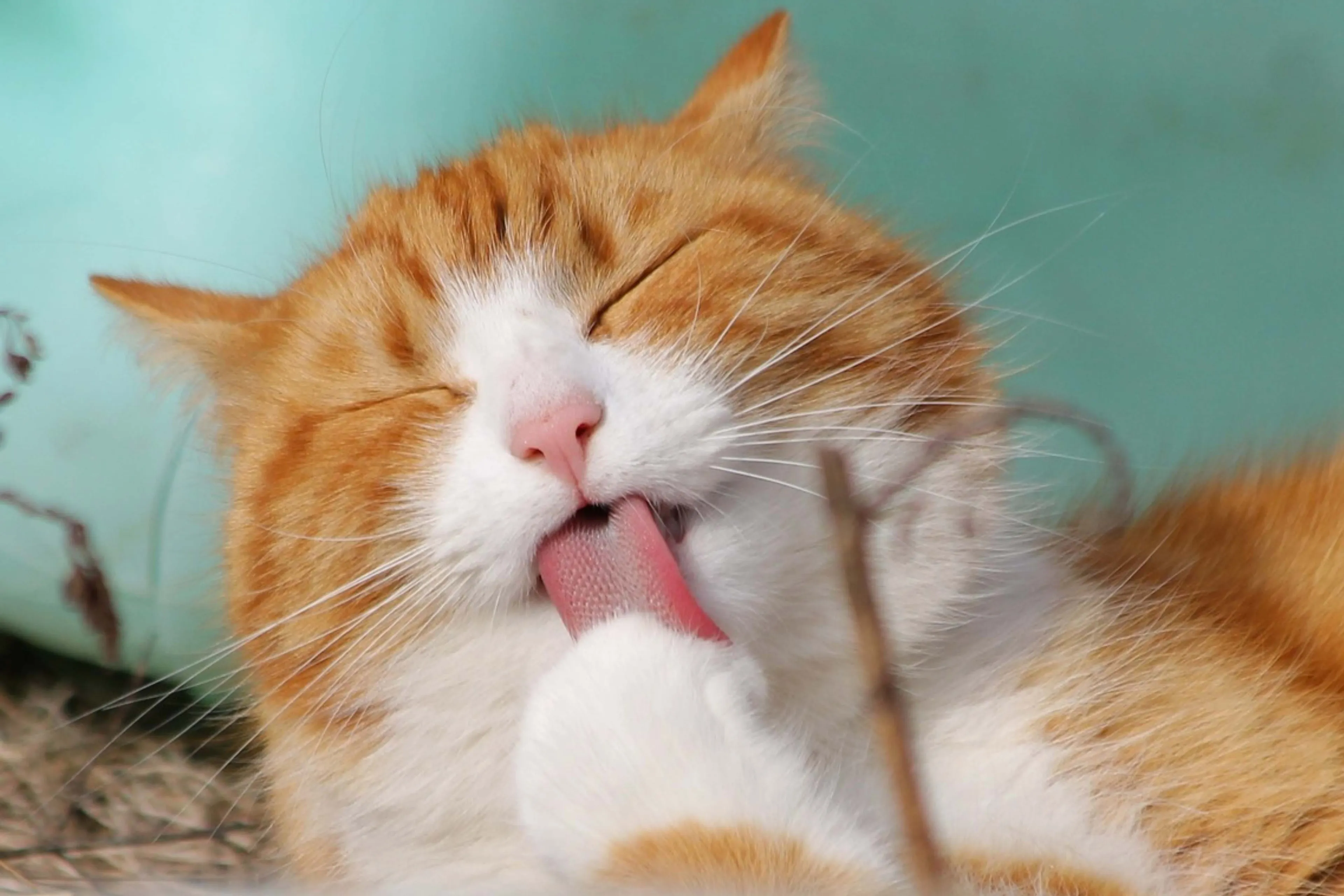Zo scoor je eenvoudig een katten adventskalender dit jaar: 5 leuke tips