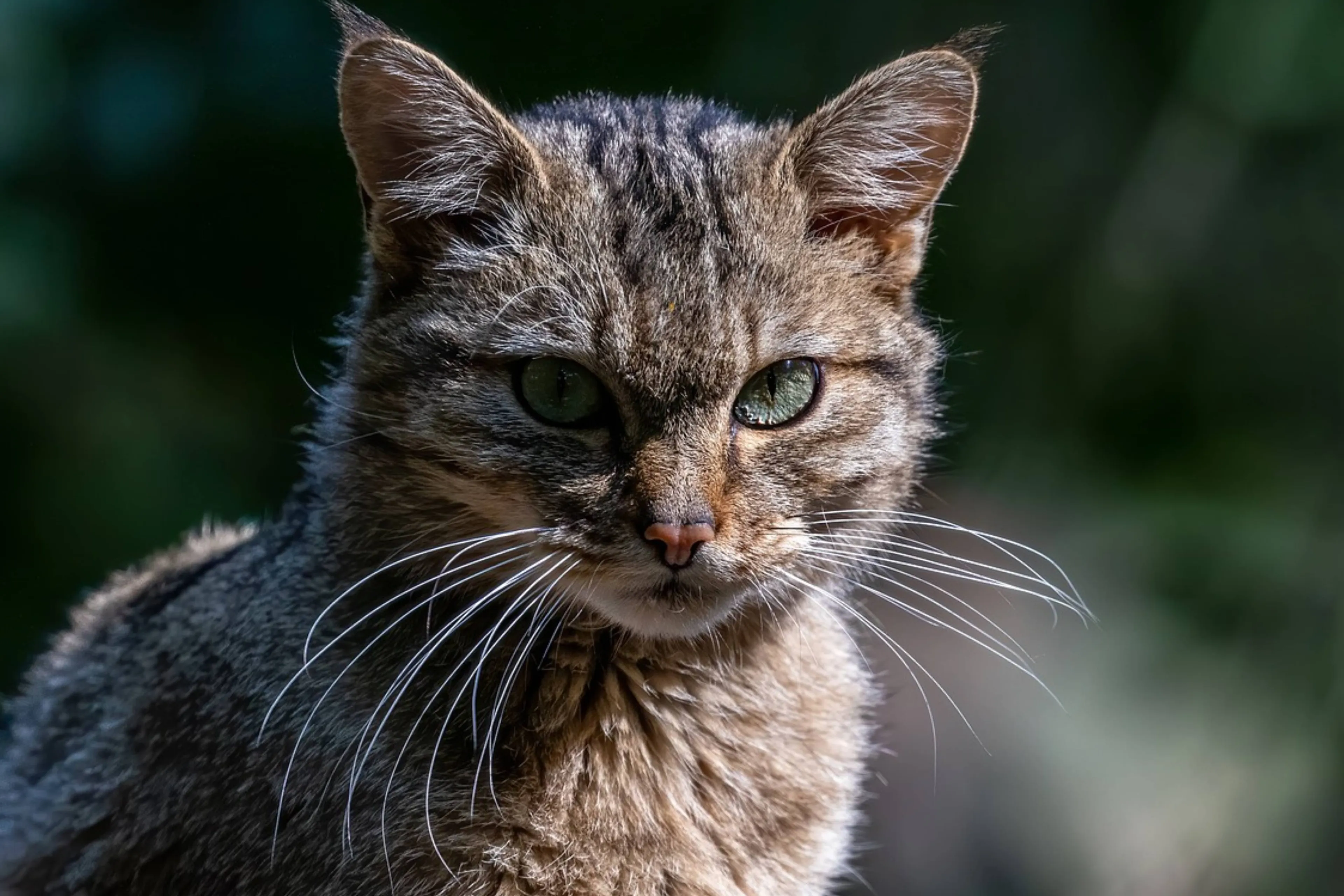 Voor het eerst een wilde kat gespot vlakbij Nederlandse grens