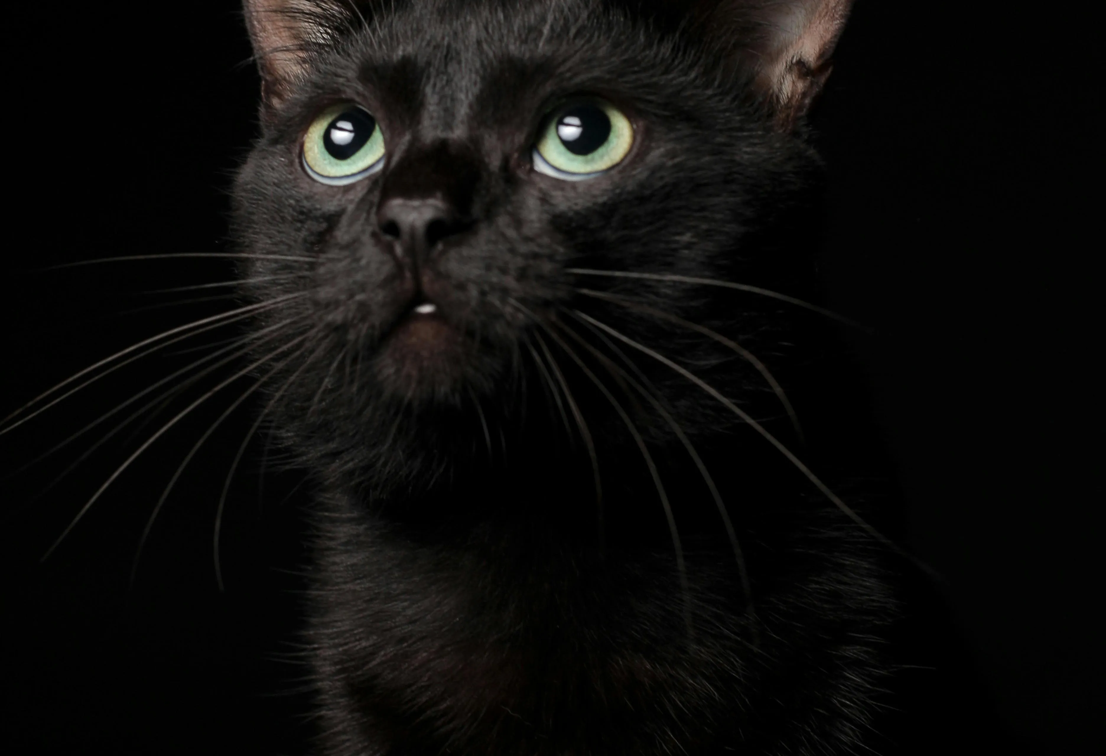 zwarte kat