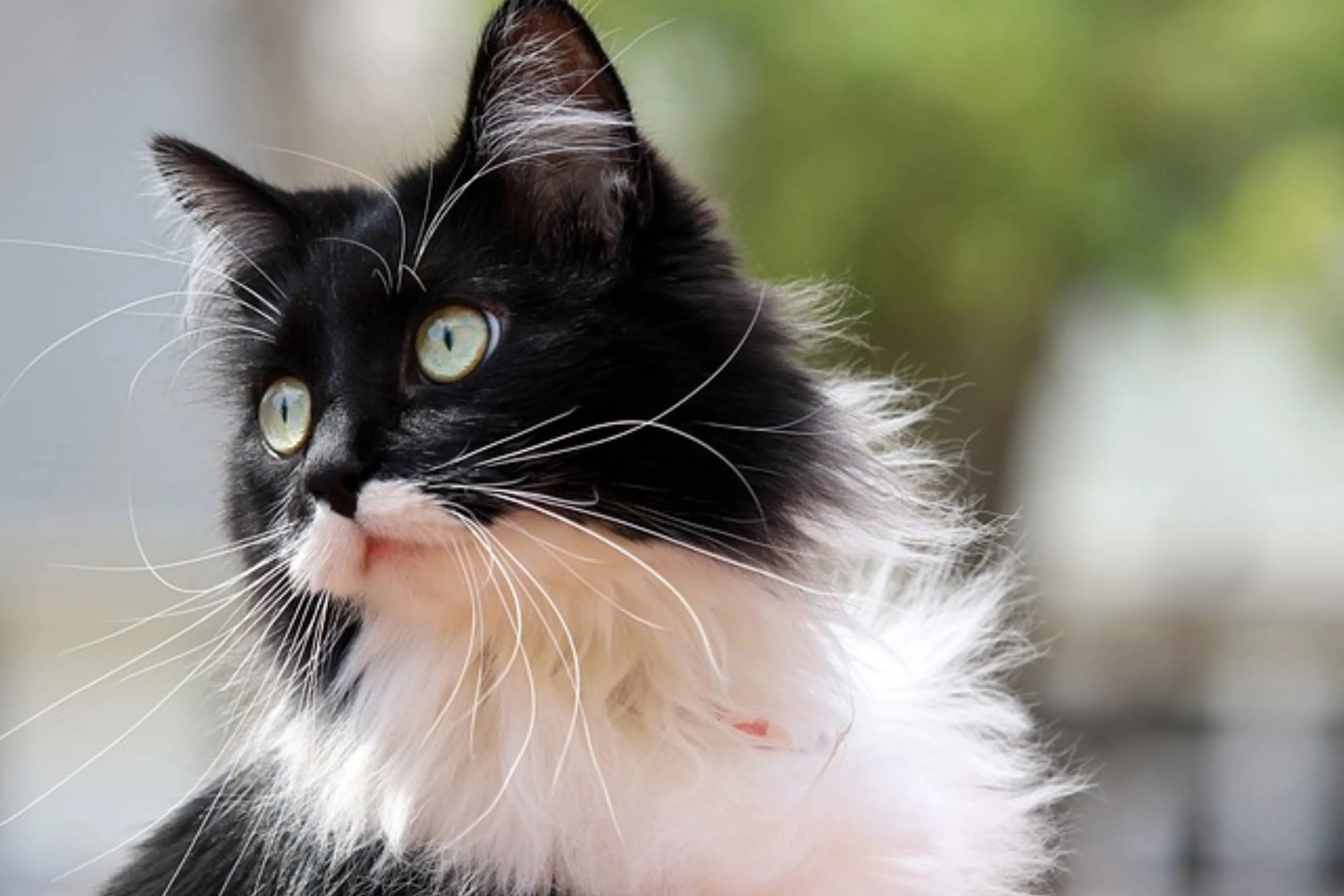 Wist je dat er ooit een kat in de ruimte was?