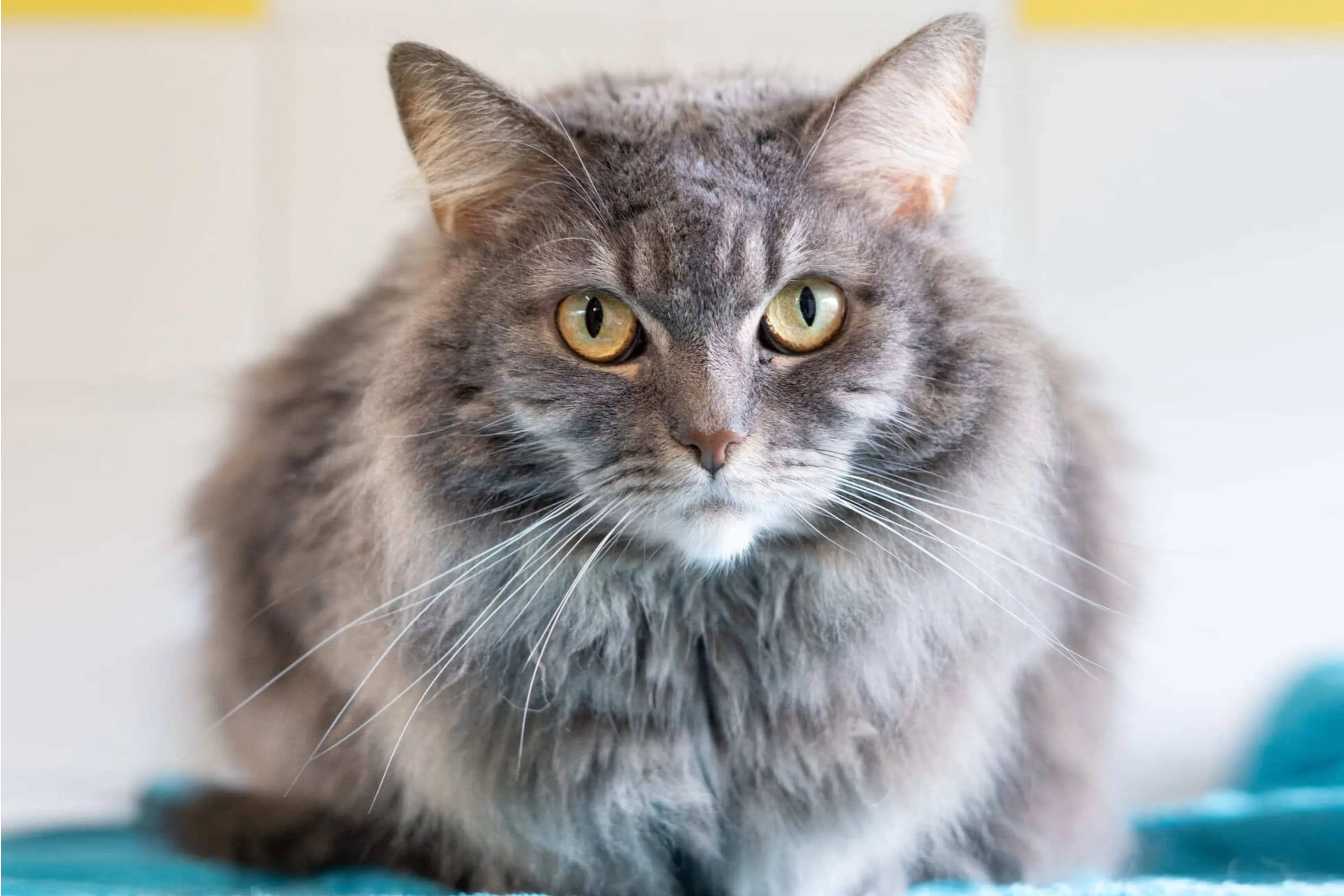 Ontmoet Jonas – Wie haalt deze kat uit het asiel?