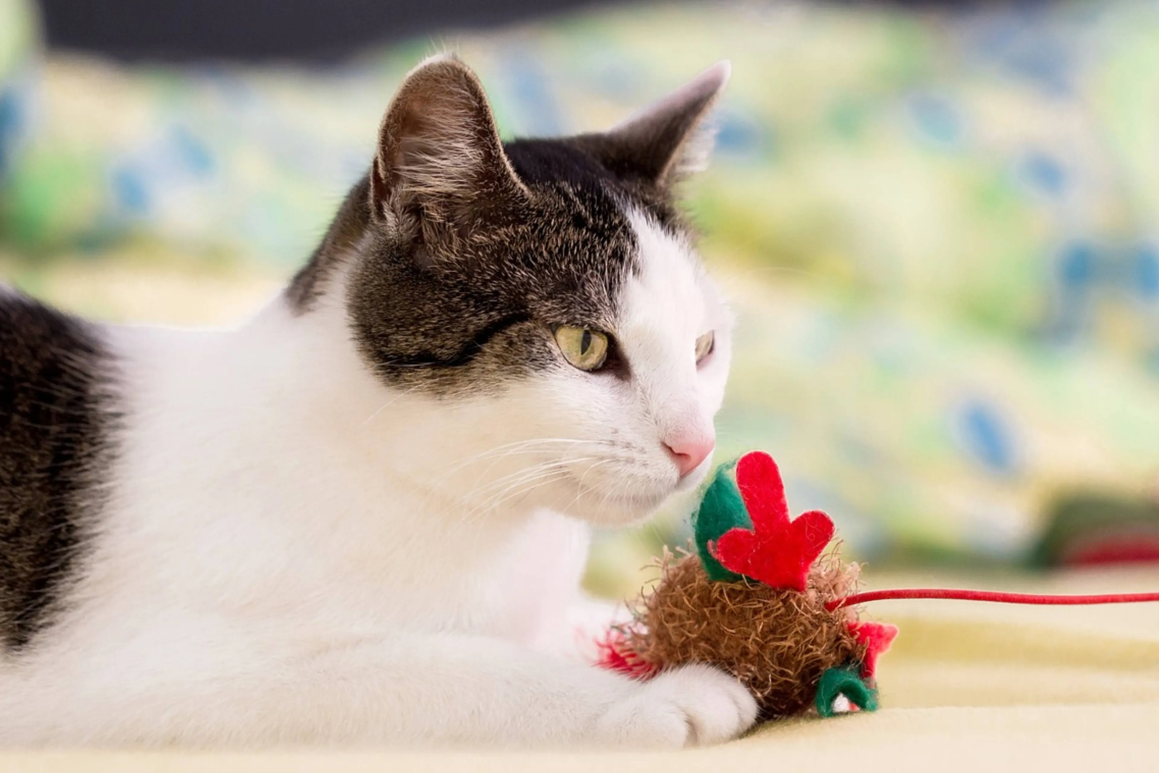 kat met speeltje