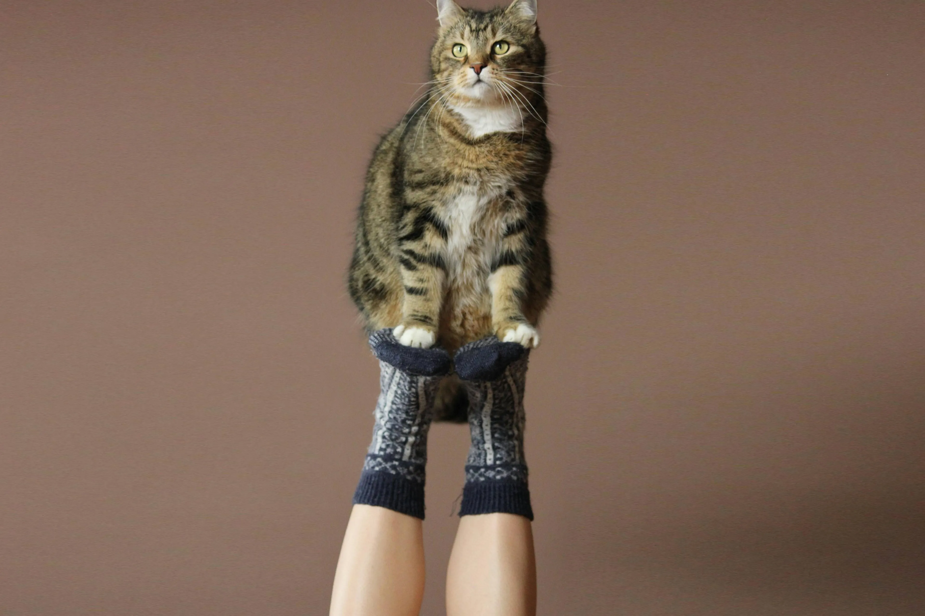 Op zoek naar sokken met daarop een kat? Happy Socks heeft diverse items