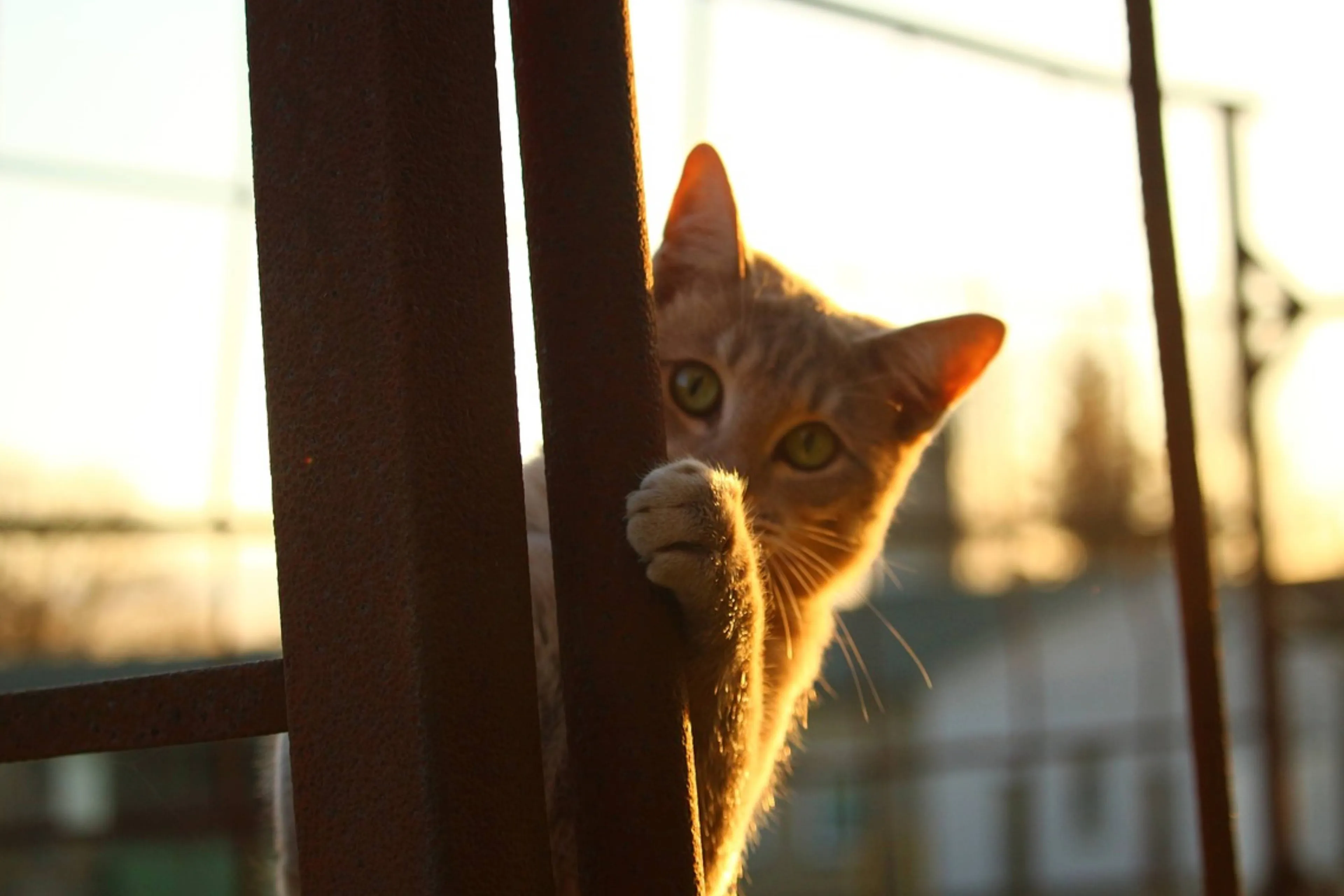 kat verstopt