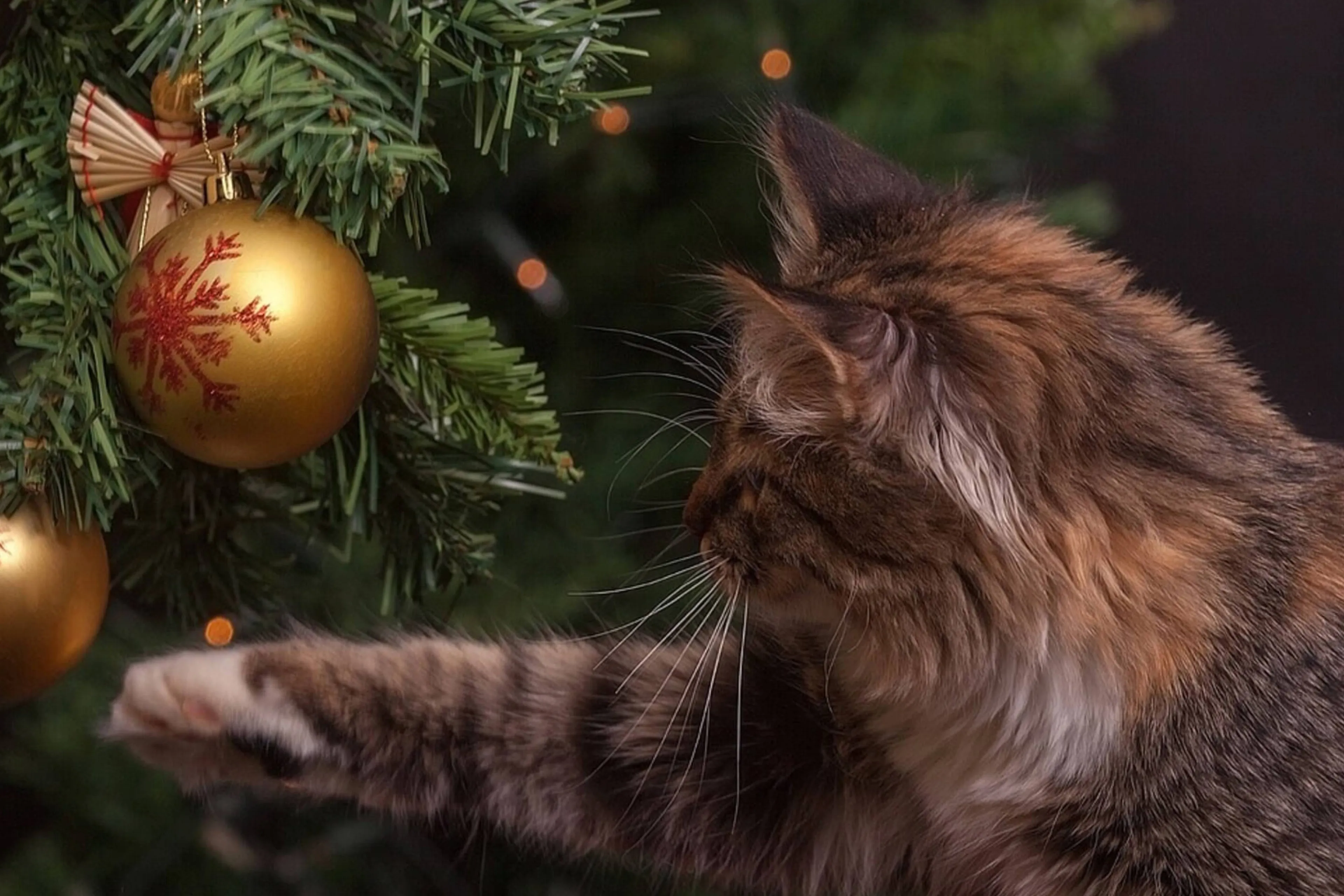 Met deze vijf tips heb je een prima kerst met je kat