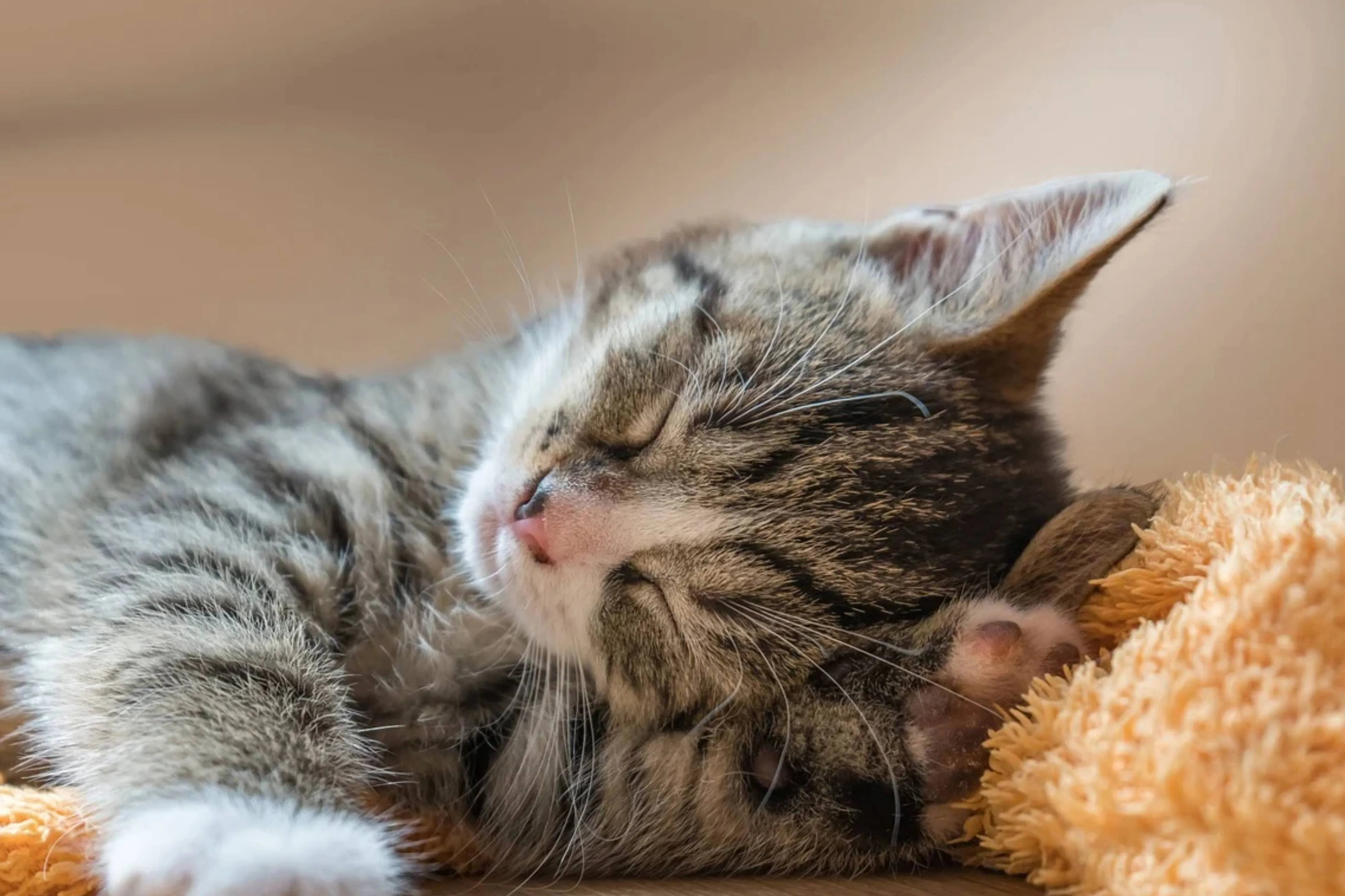 Vraag maar raak: Hoe heb jij de naam van je kat of katten verzonnen?