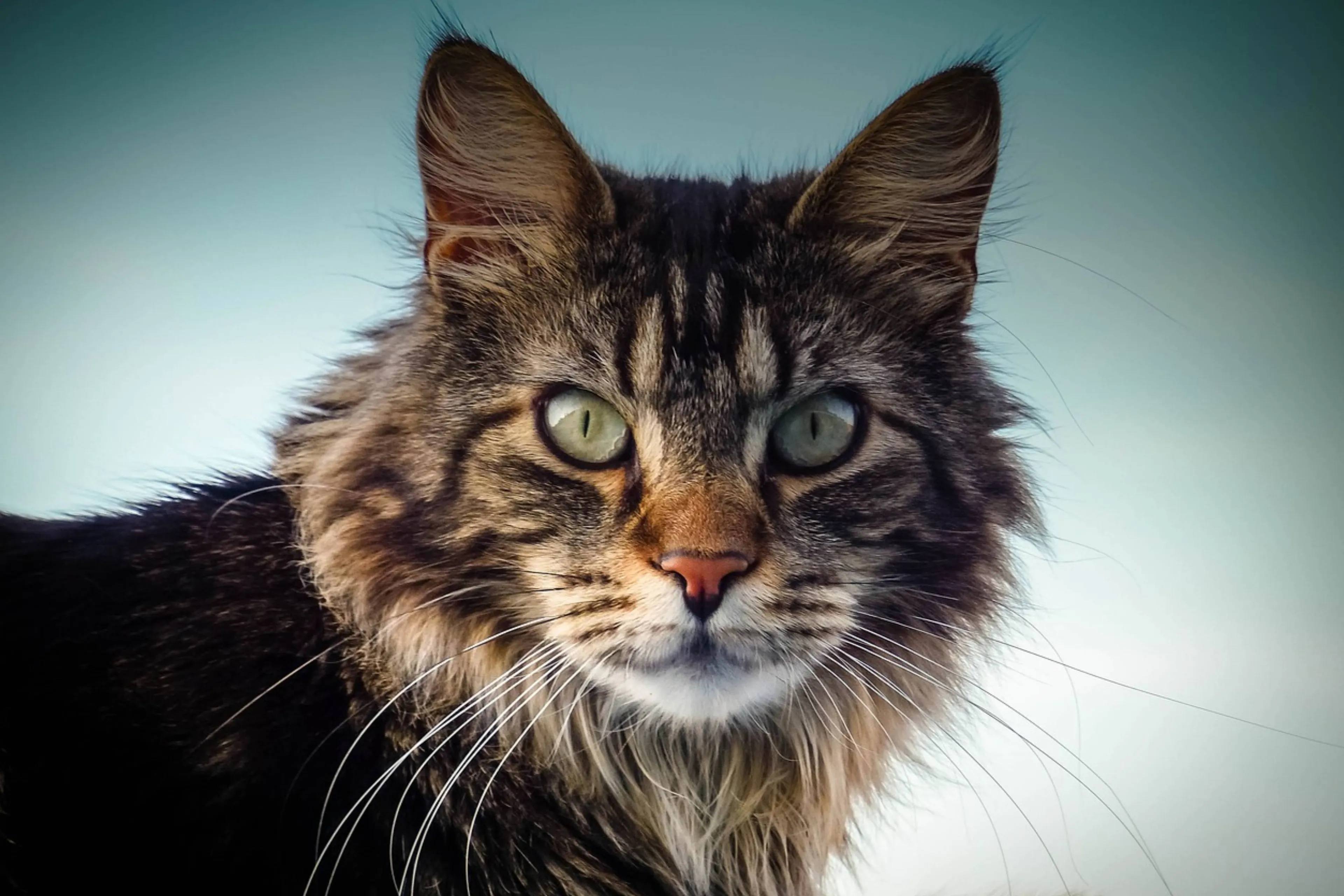 maine coon