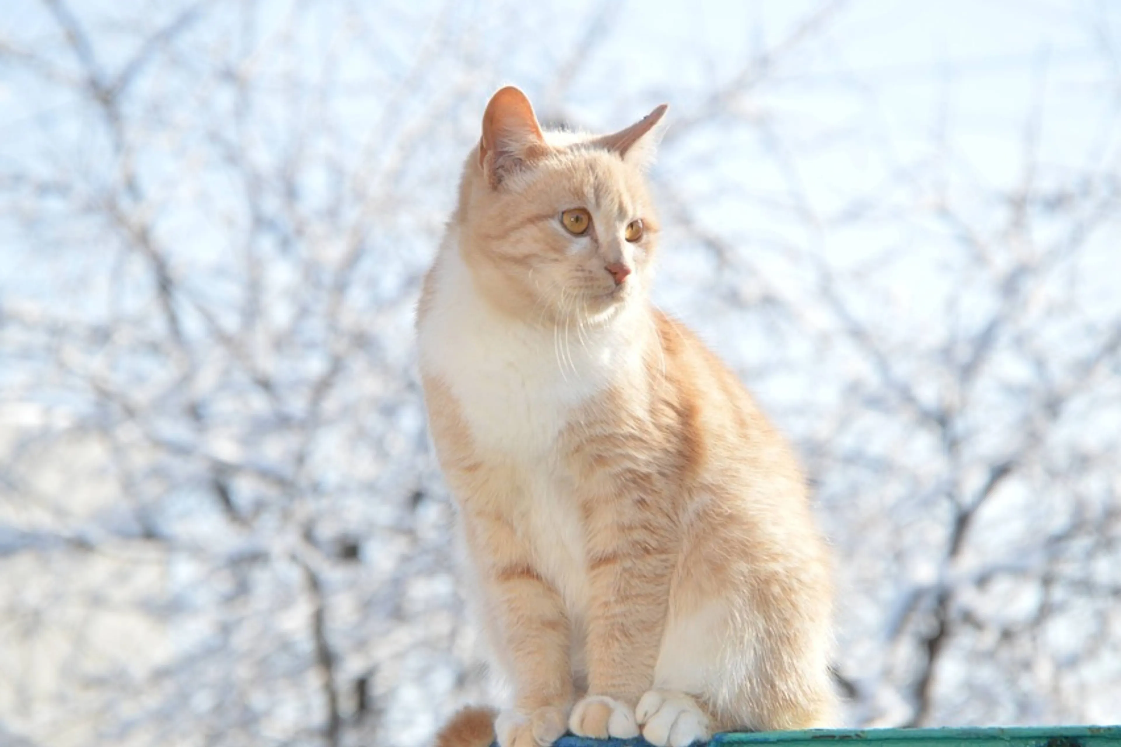 Wist je dat een kat ooit 20 jaar burgemeester was?