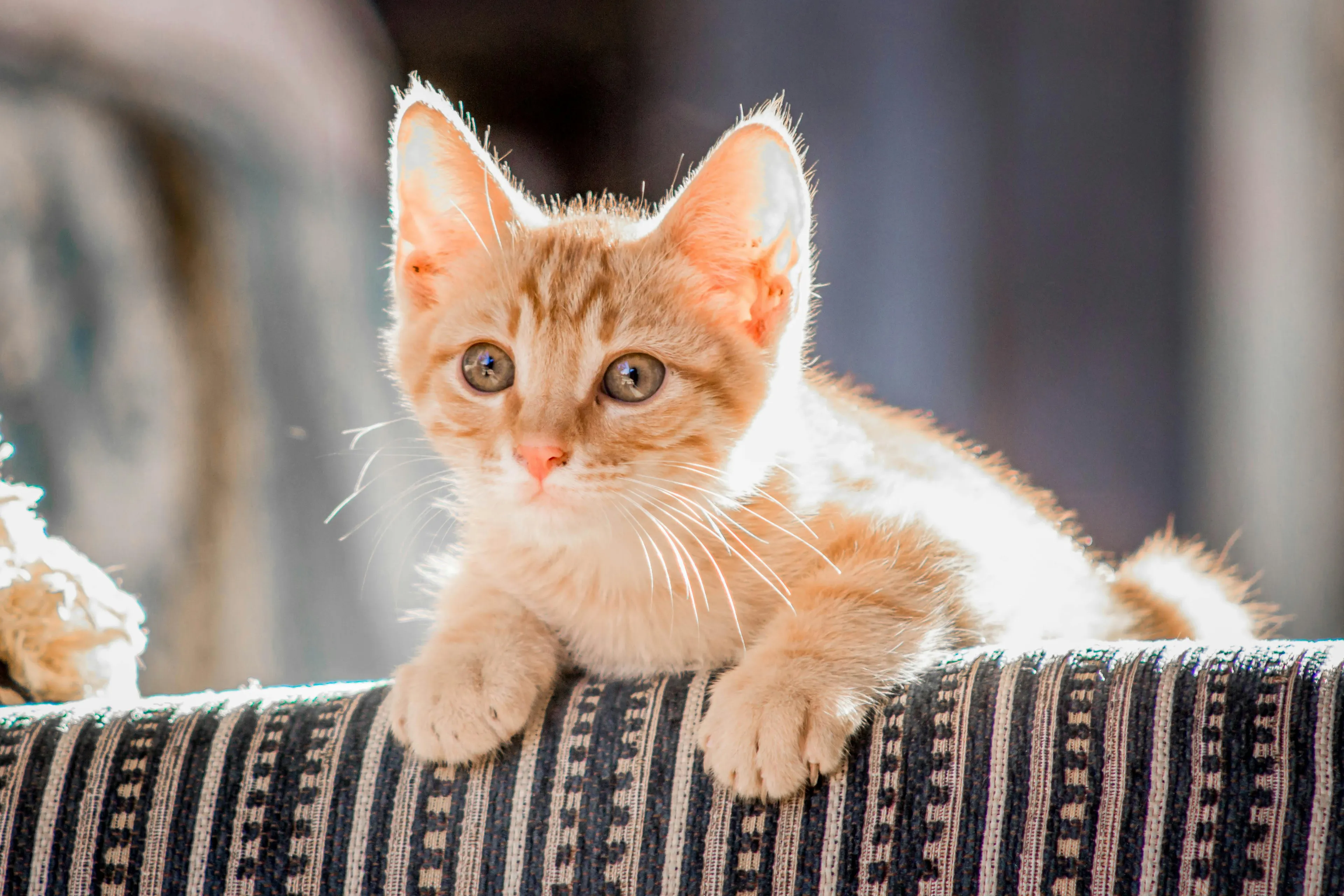Last van vieze kattenluchtjes? Kruidvat heeft ideale geuren