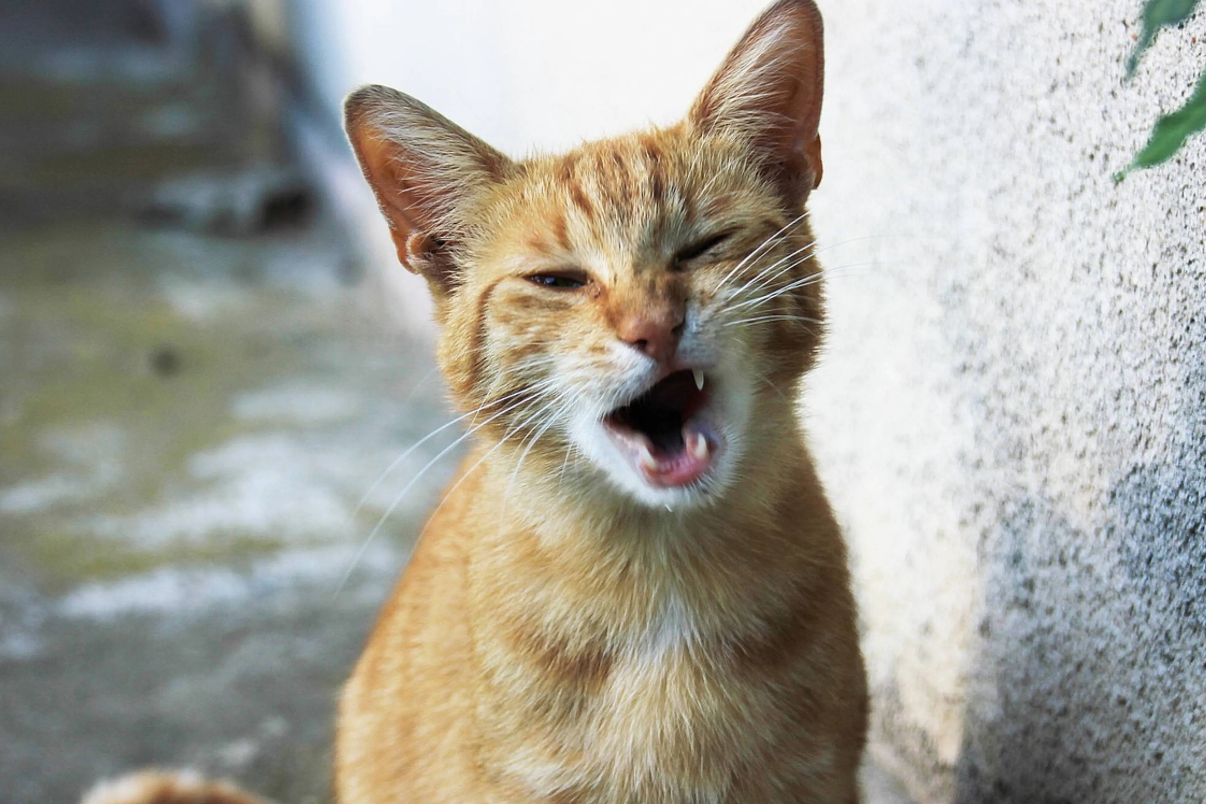 cat lach knipoog