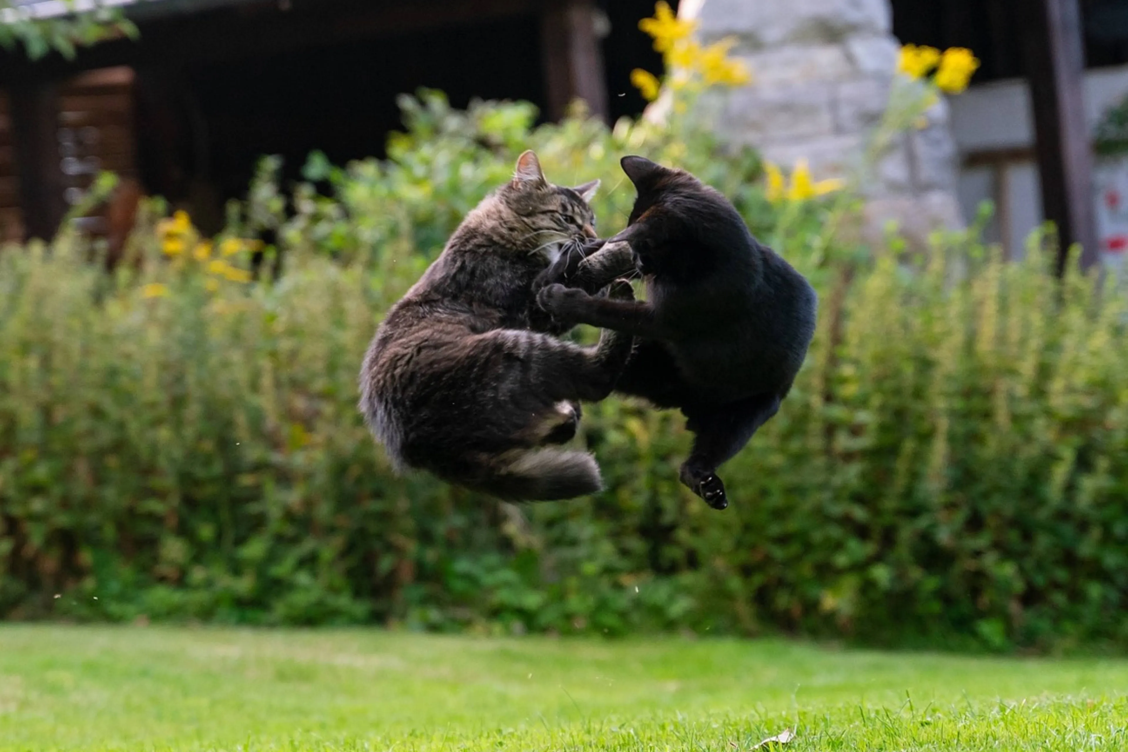 cat punch
