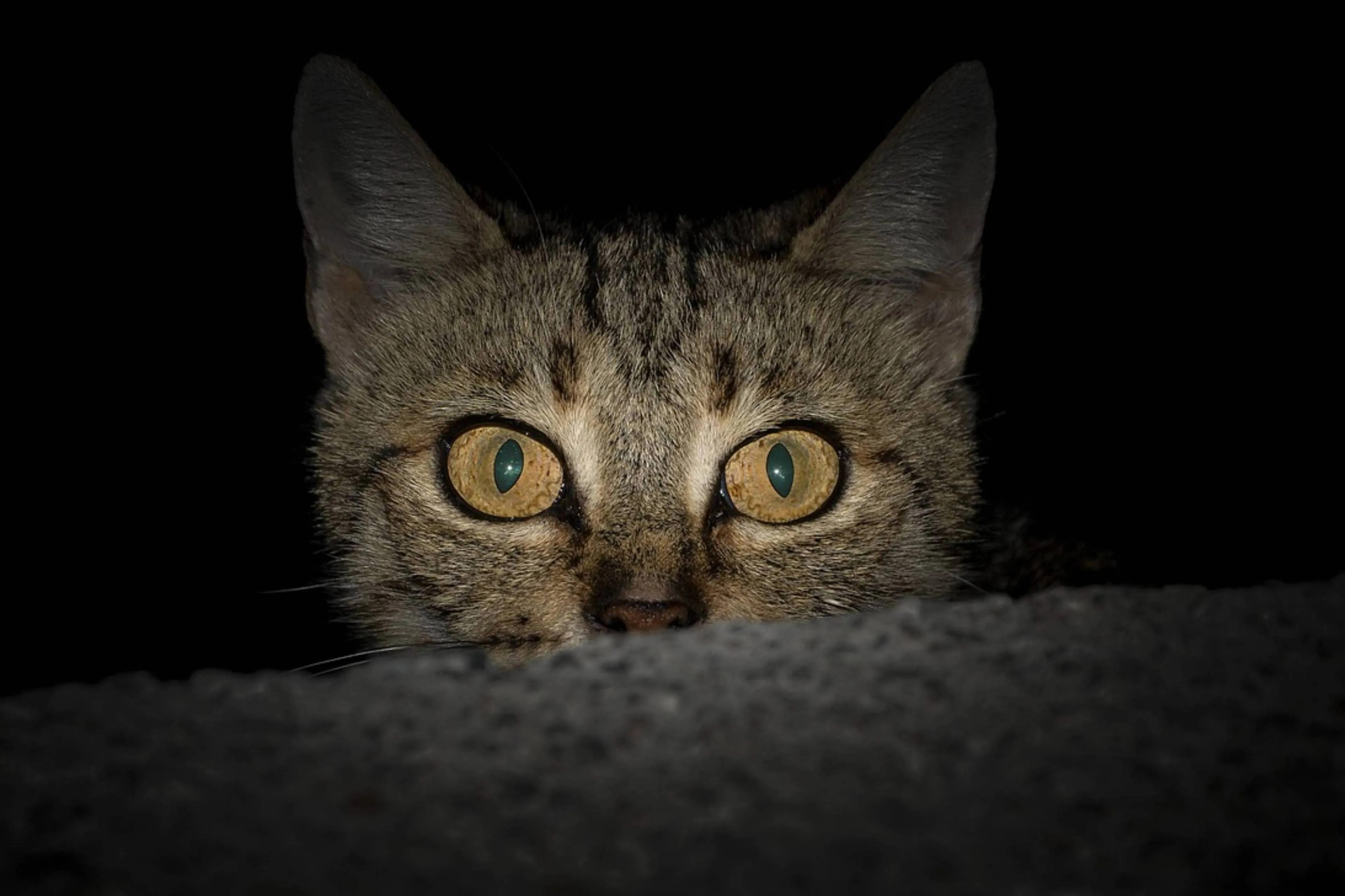 cat thief
