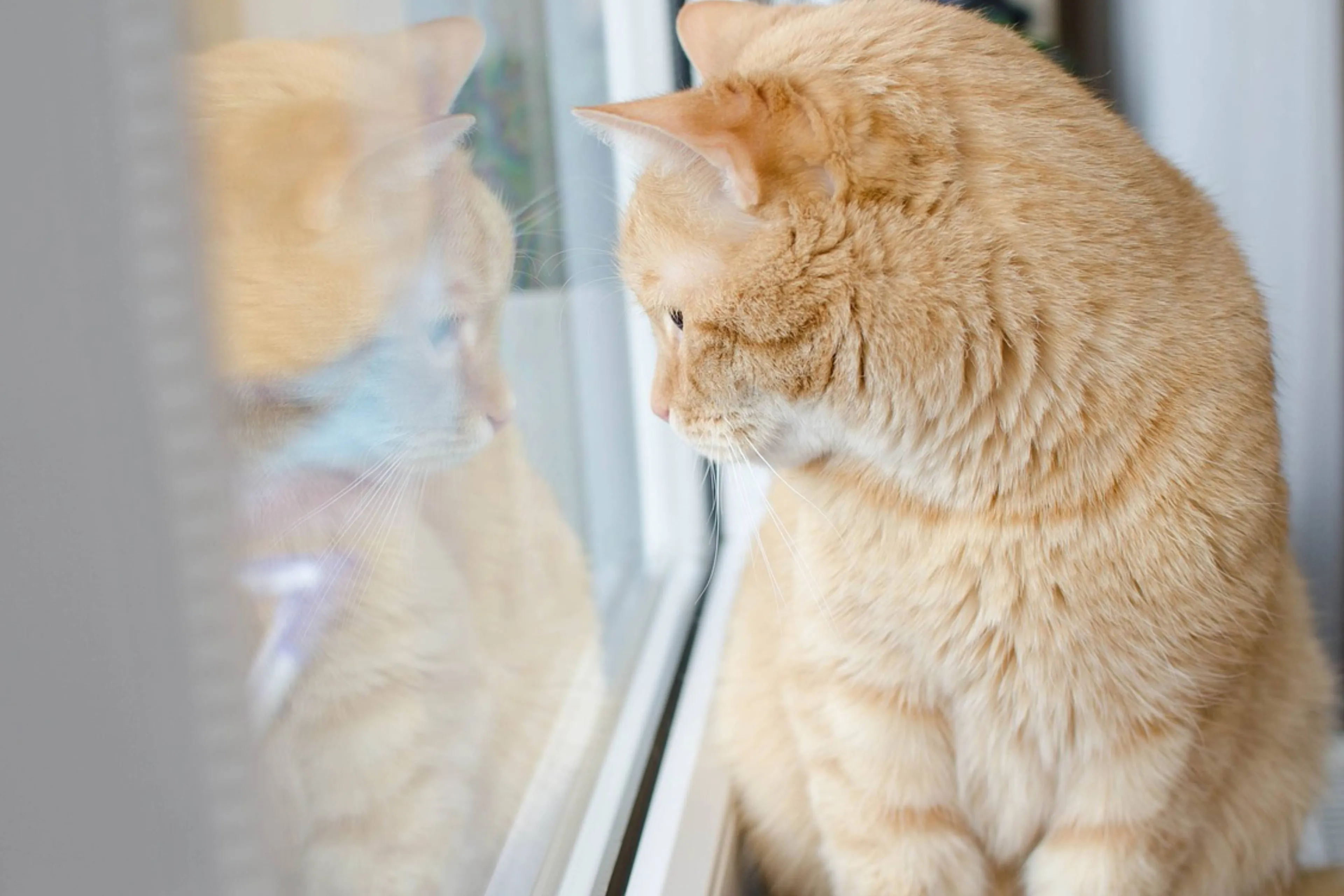 cat window