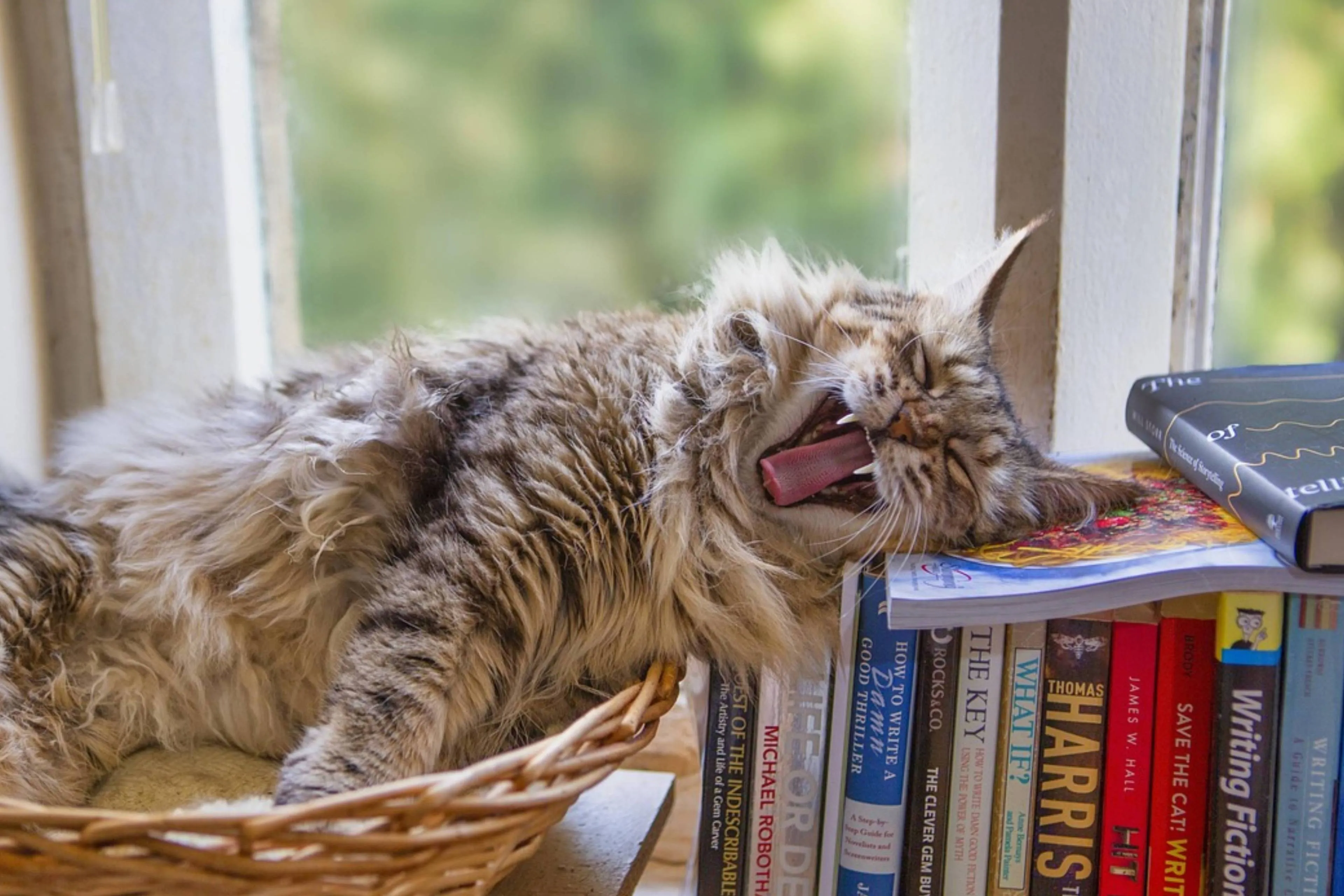 kat boek
