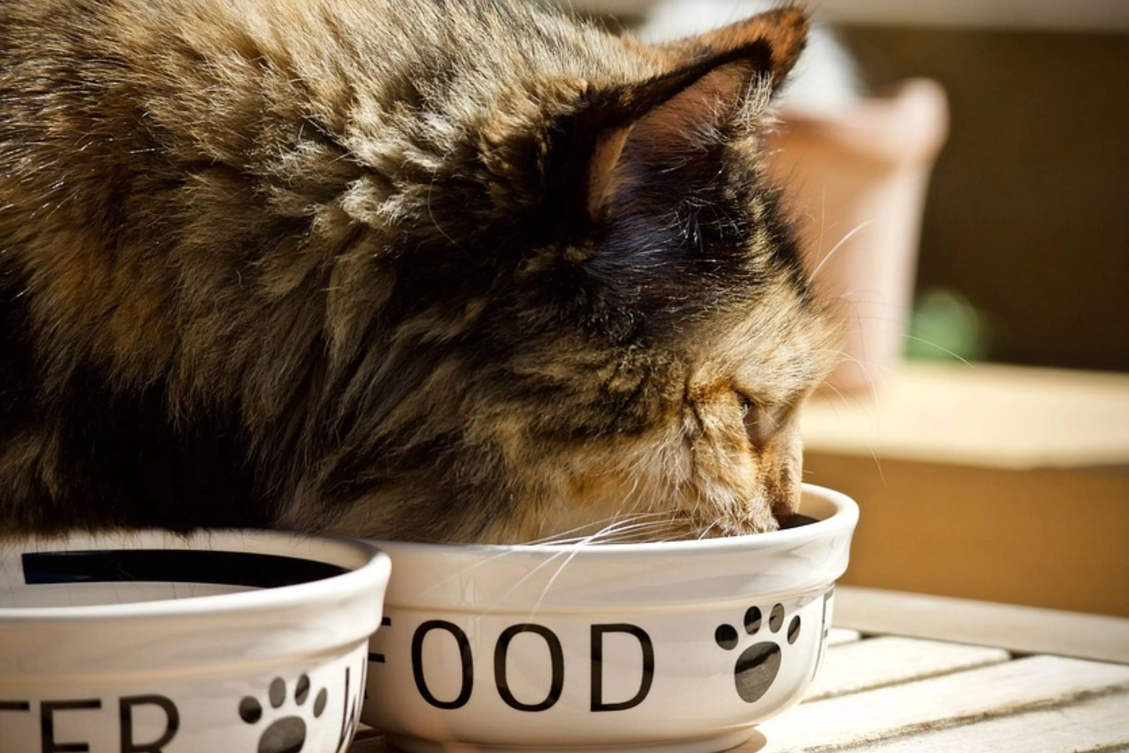 kat eten