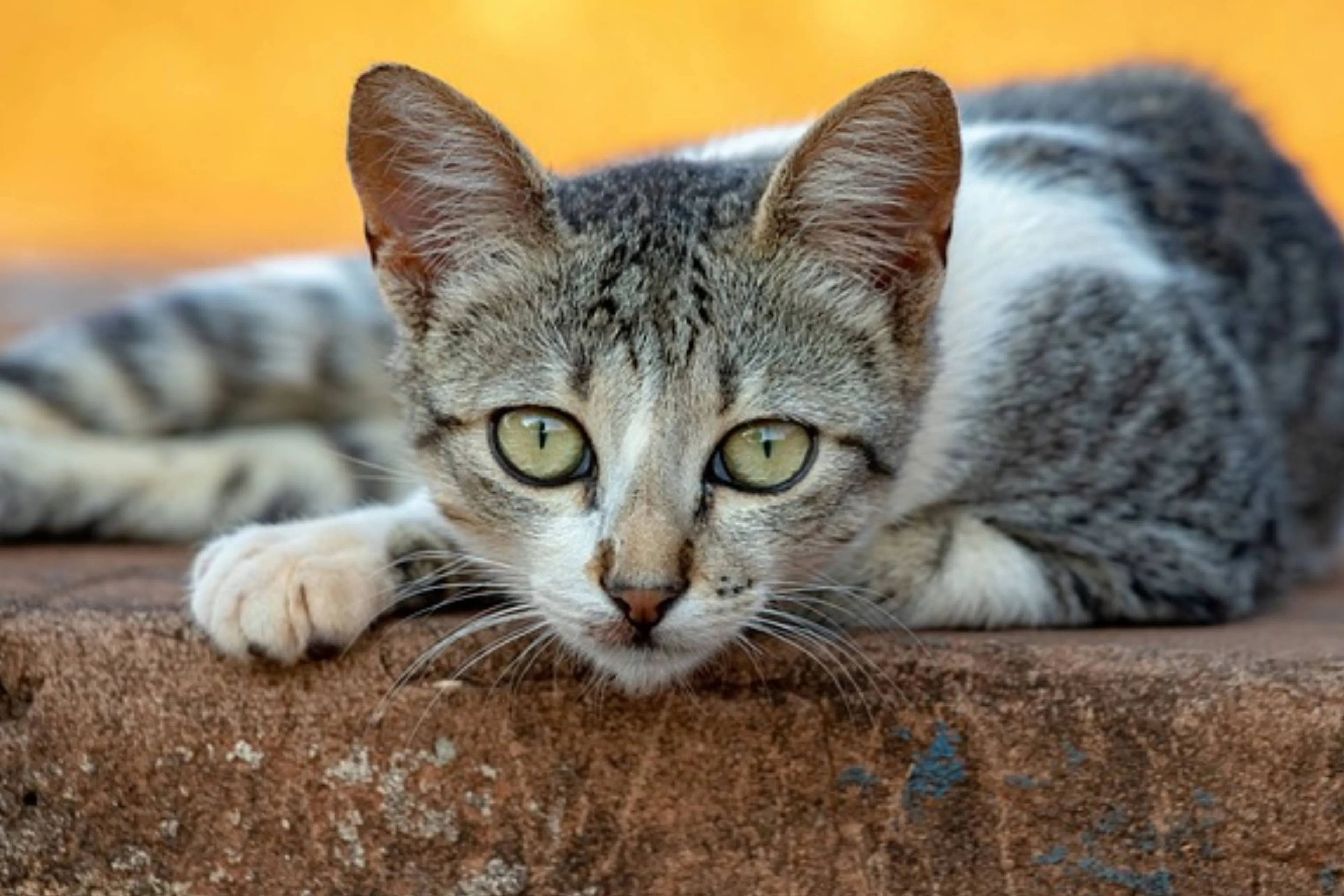 Expositie over katten in het Steendrukmuseum is een múst voor elke kattenliefhebber