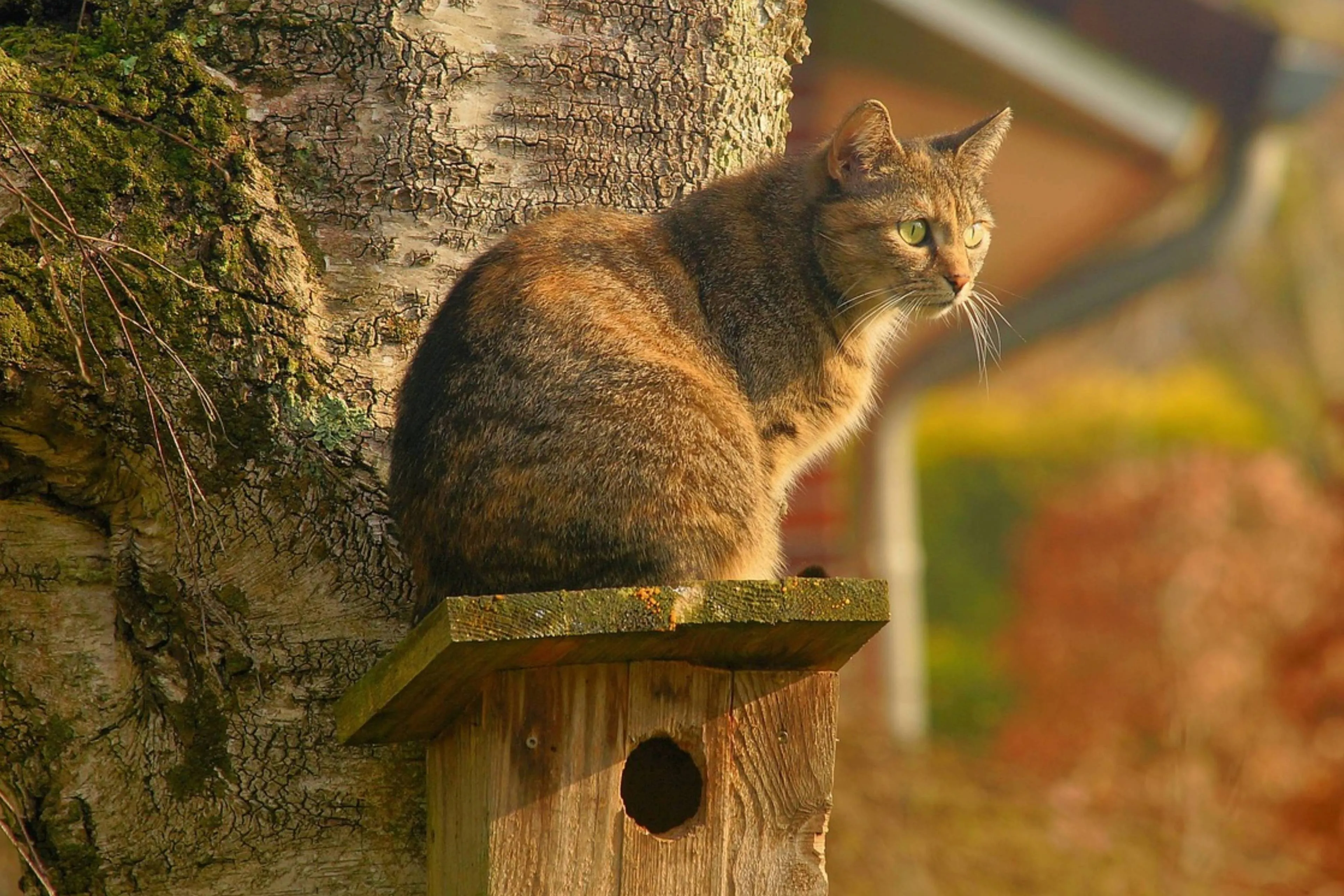 Nieuw kattenspeeltje voor katten bootst fladderende vogel na